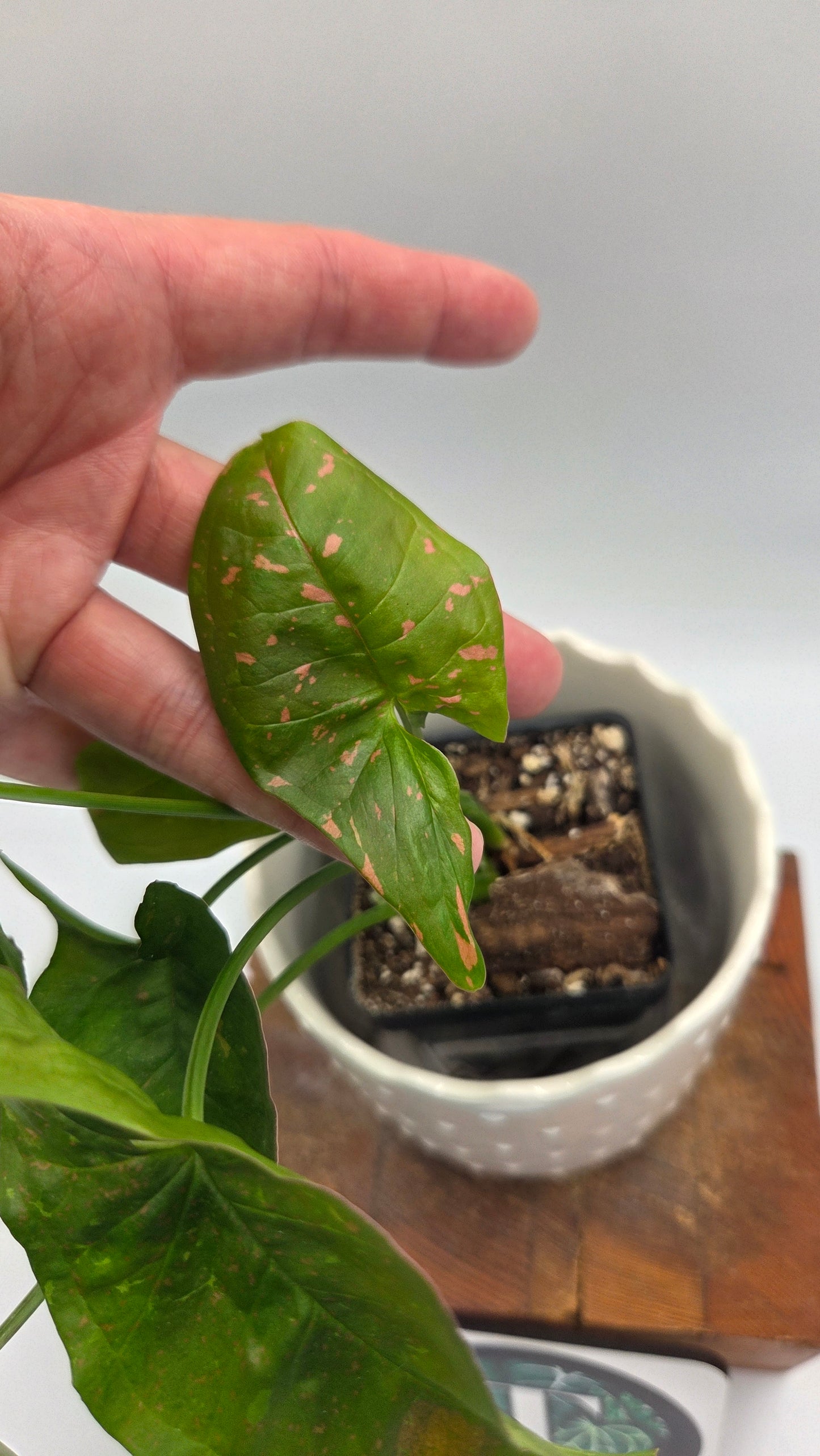 Syngonium Pink Splash Allusion (SYN-504)