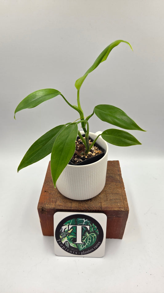Philodendron Tripartitum (PHI-1076)