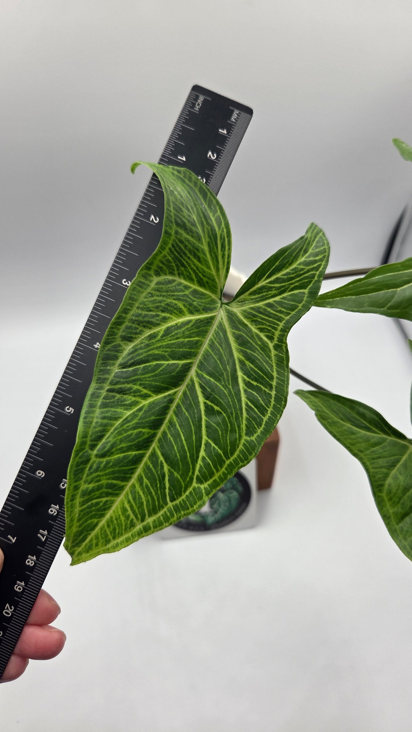 Syngonium Batik (SYN-501)