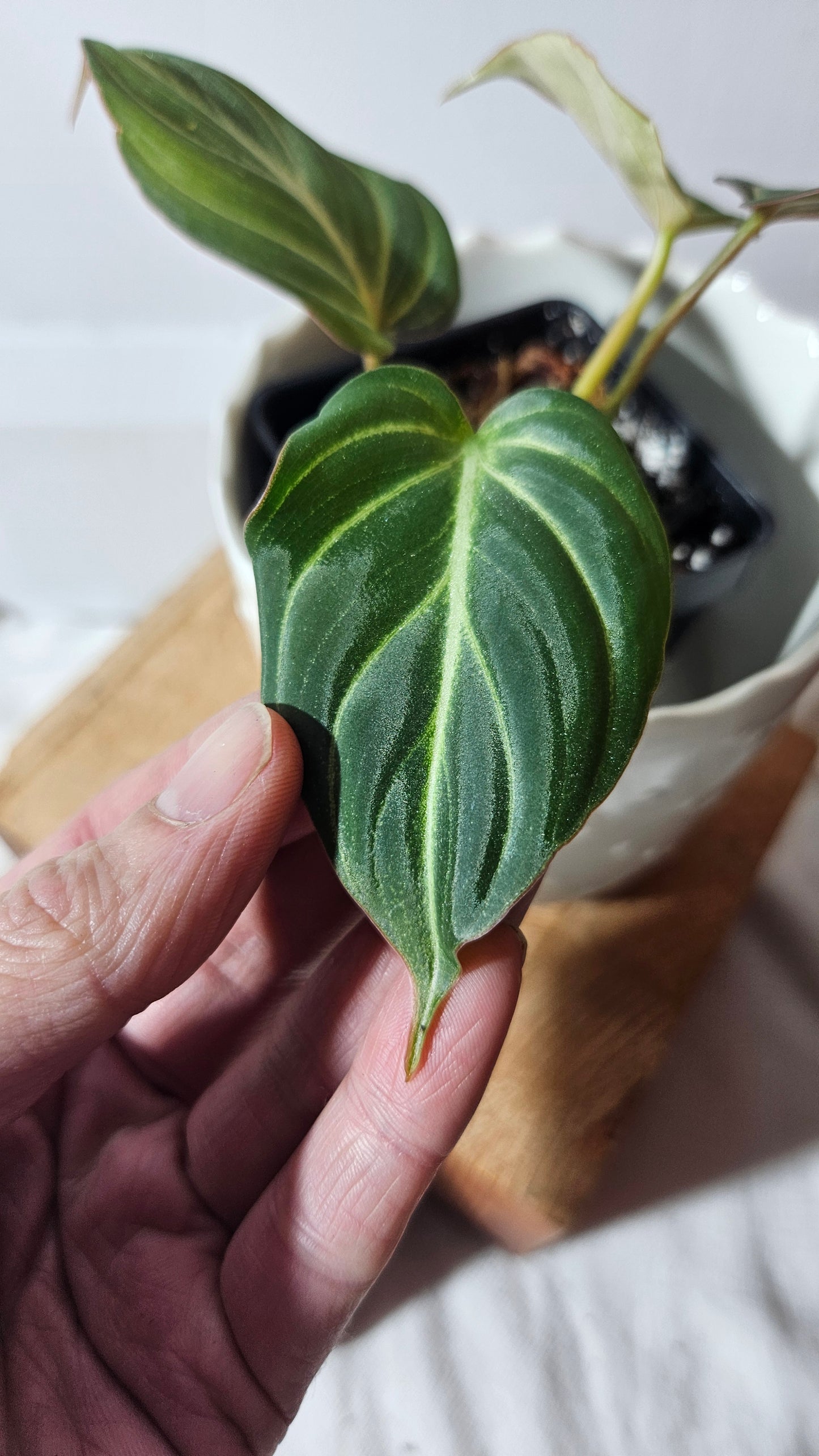 Philodendron Gloriosum Silver (PHI-669)