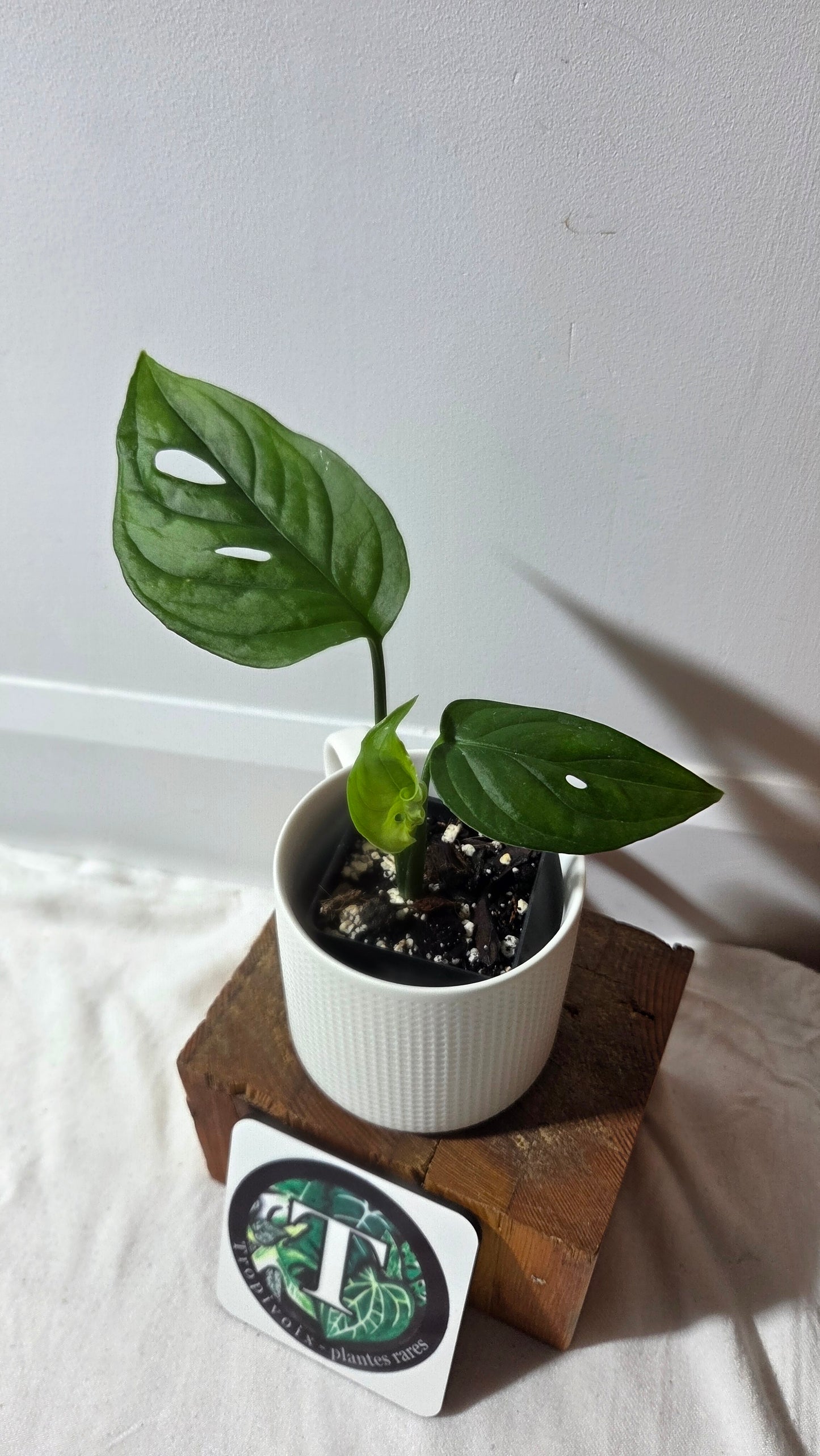 Monstera Obliqua Aff Tamarindo (MON-530)