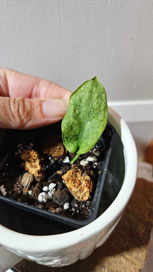 Scindapsus Mojito (SCI-1173)