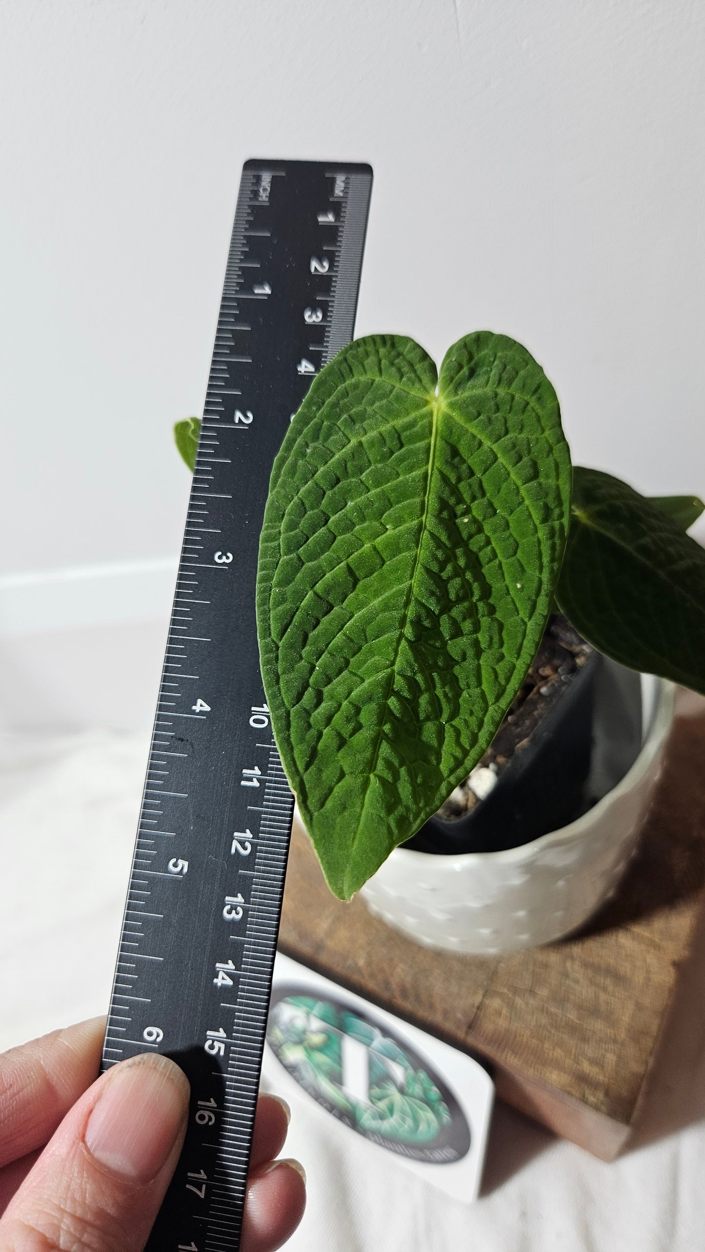 Anthurium Corrugatum Velvet "Format PETIT" (ANT-213)