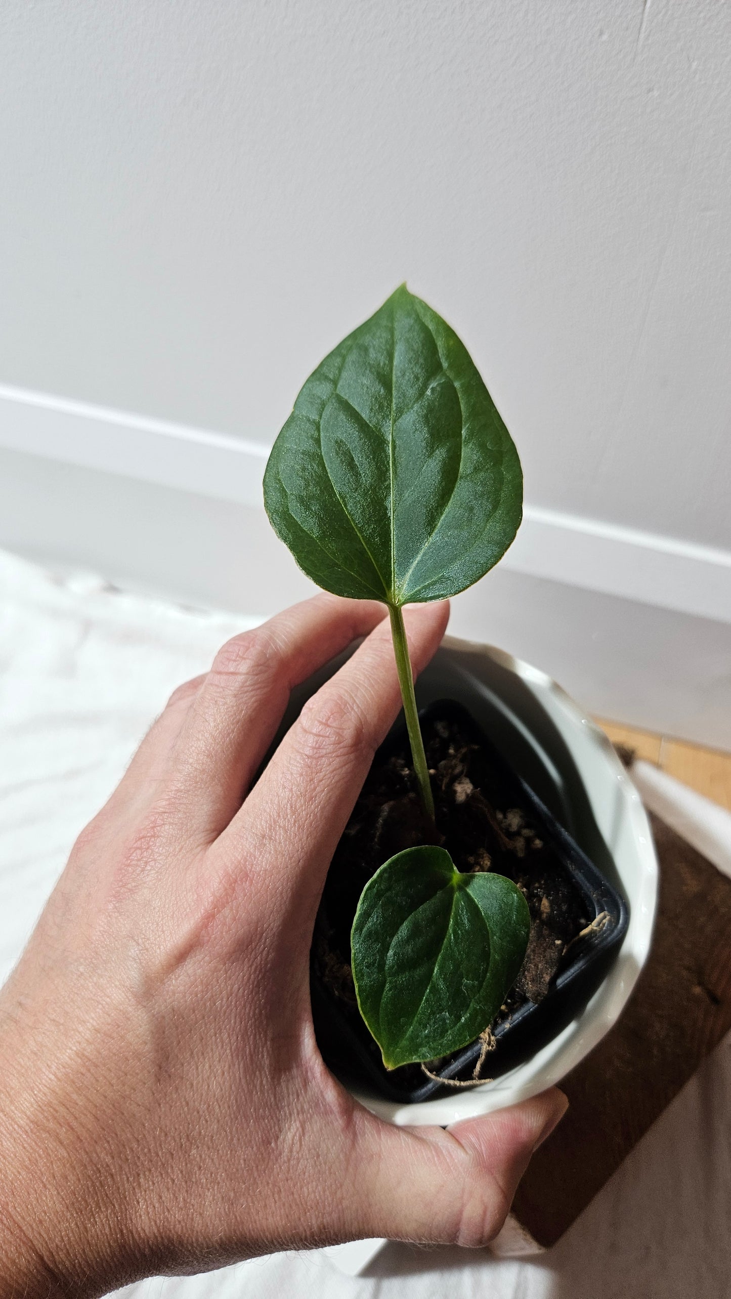 Anthurium KOS X Luxurians "format PETIT" (ANT-627)