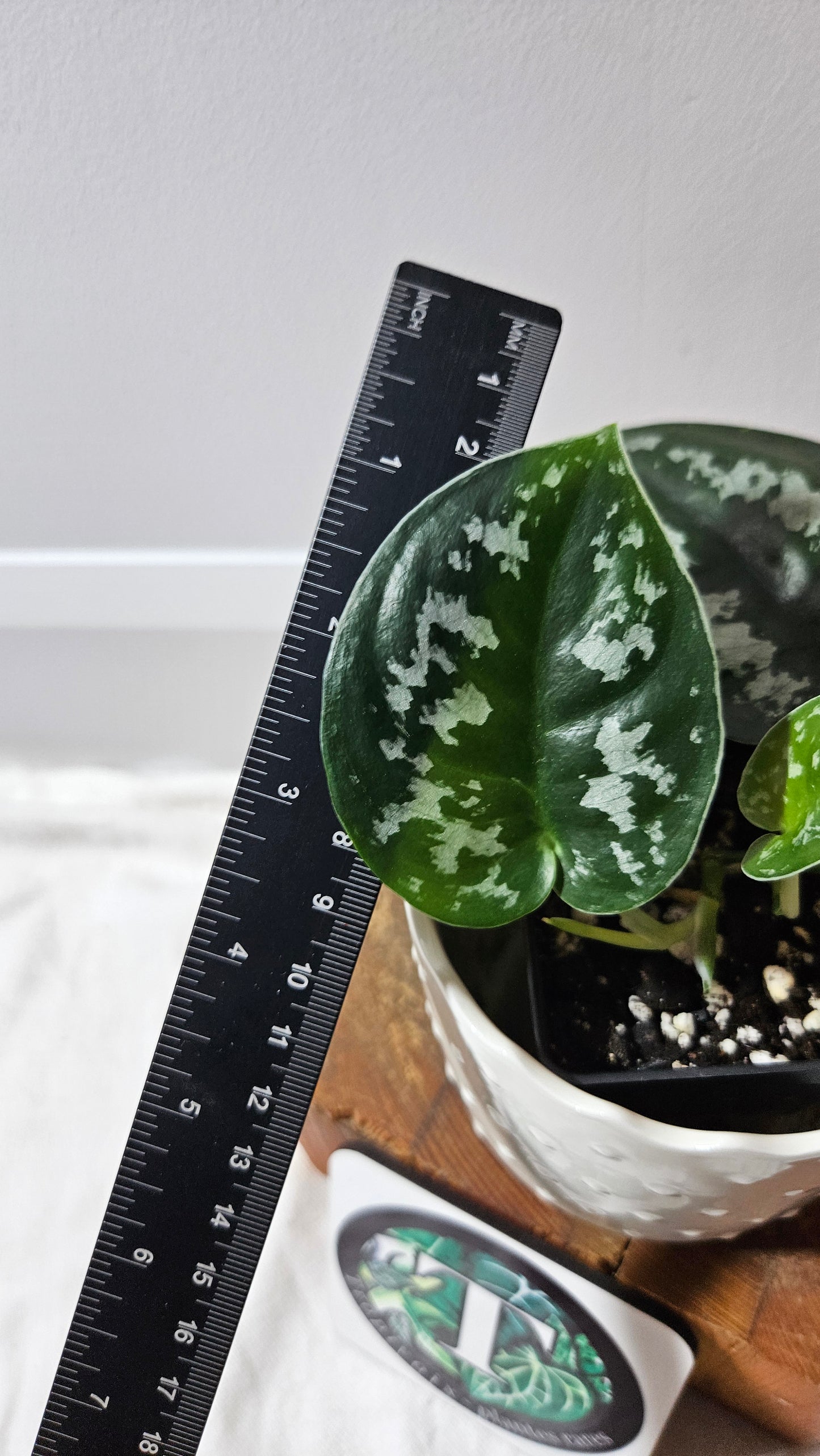Scindapsus Black Exotica (SCI-1337)
