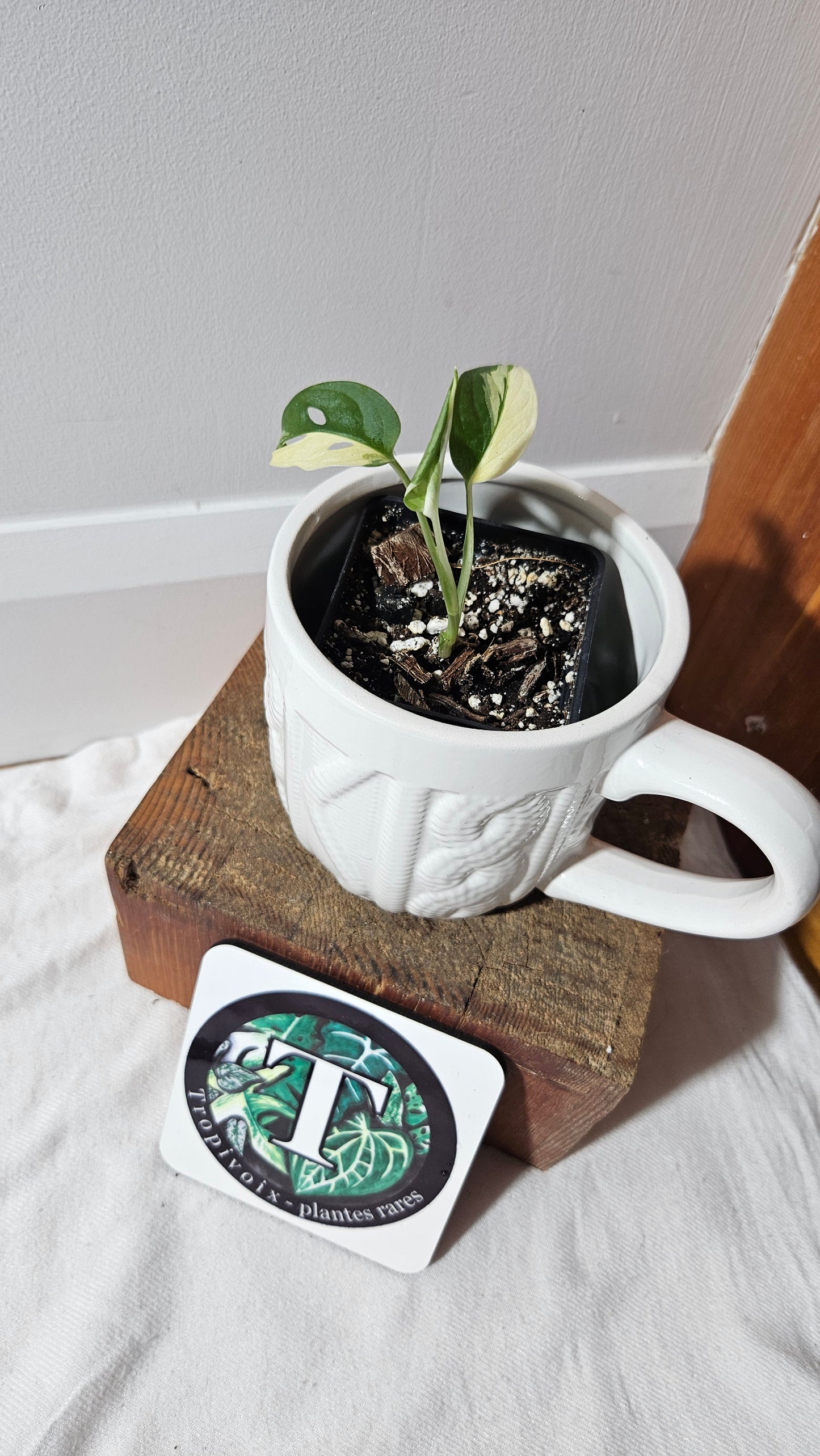 Monstera Andasonii Tricolore (MON-474)