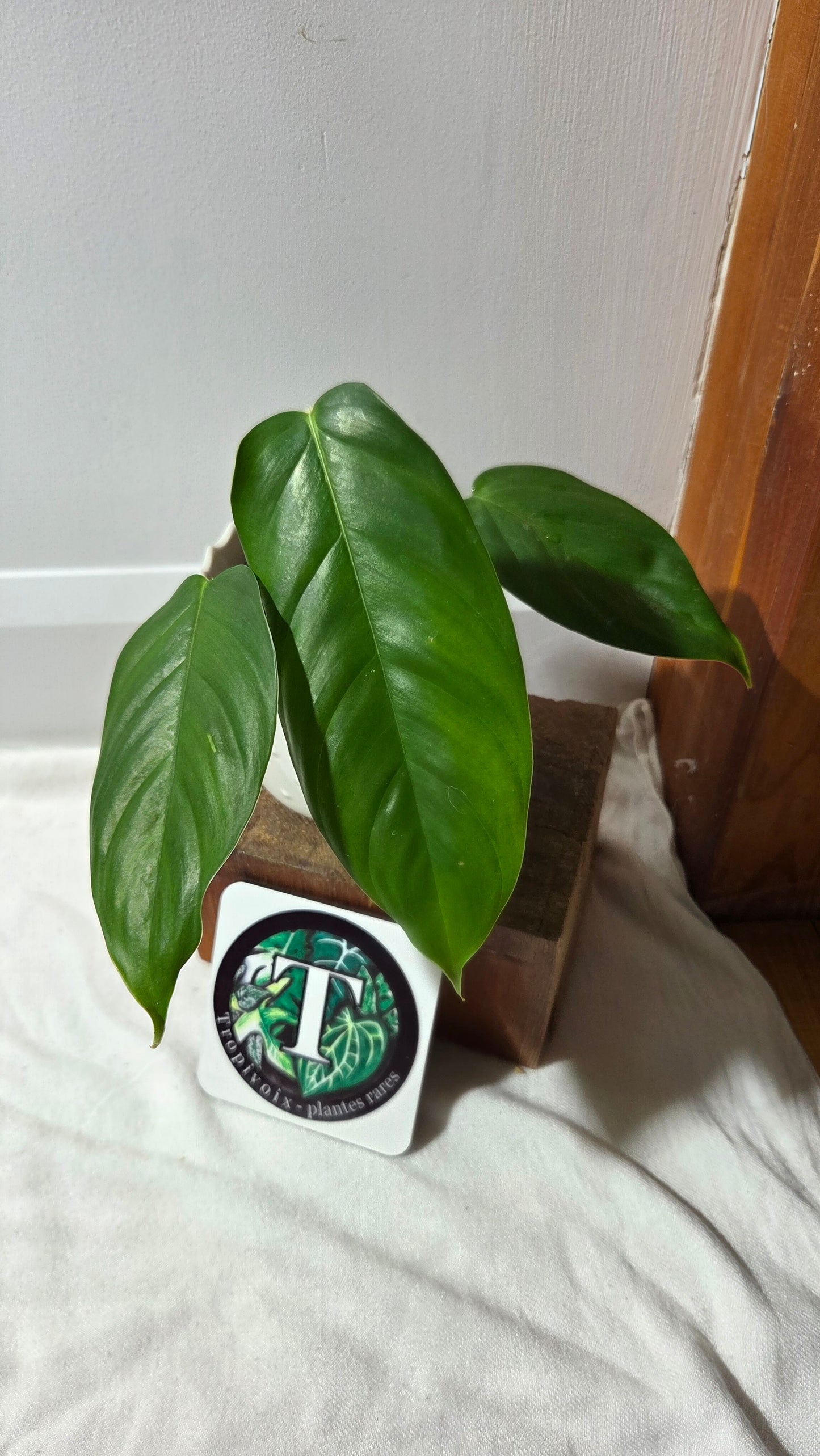 Philodendron Genevievianum (PHI-969)