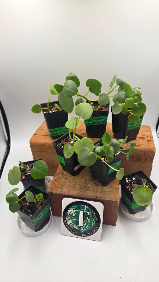"FREEBIE"  Peperomia Incana            1 FREEBIE/PERSONNE (avec achat minimal de 60$ avant taxes)