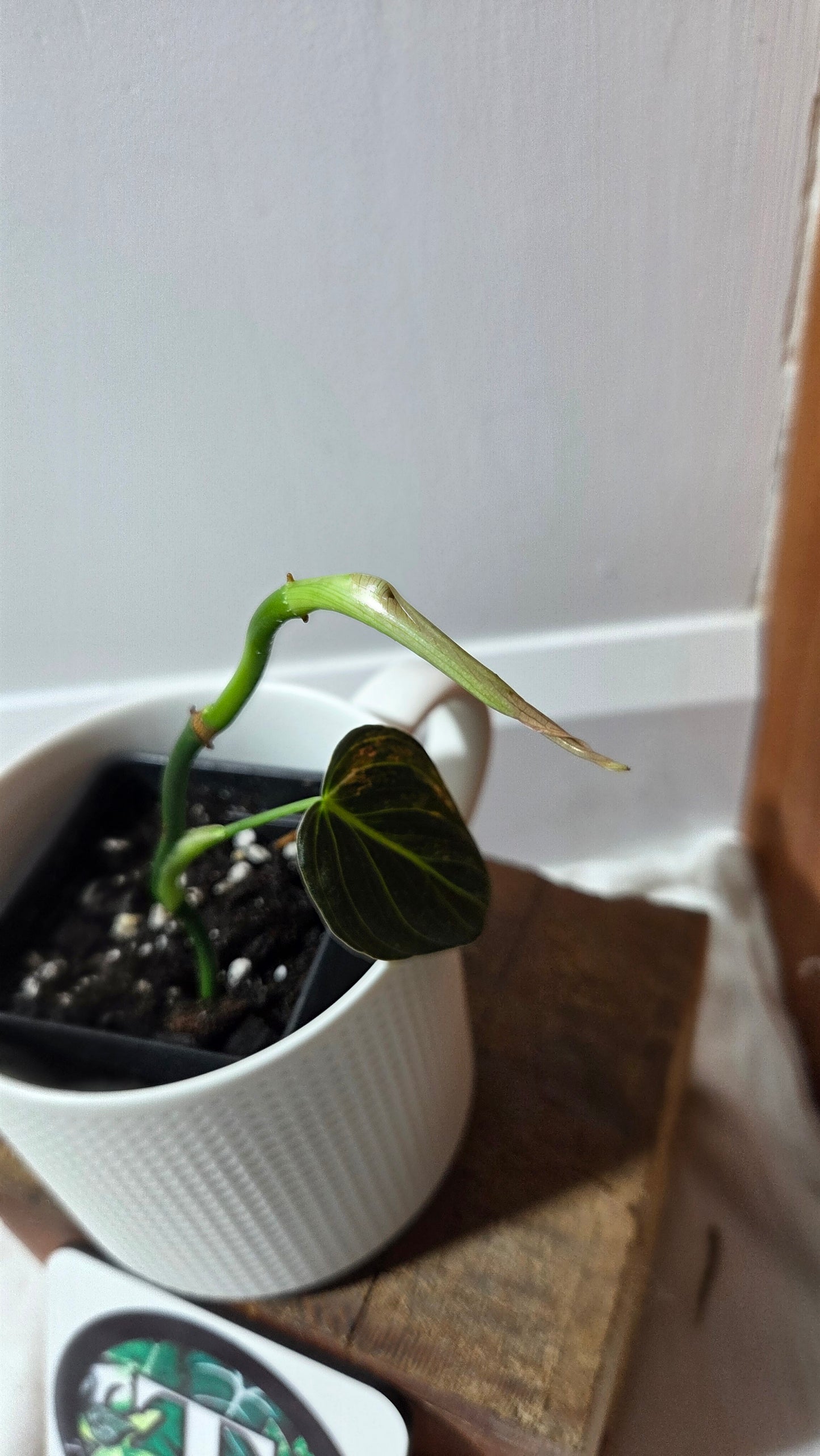 Philodendron Melanochrysum Variegata (PHI-994)