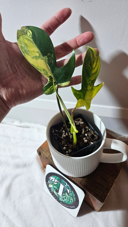 Philodendron Florida Beauty (PHI-938)