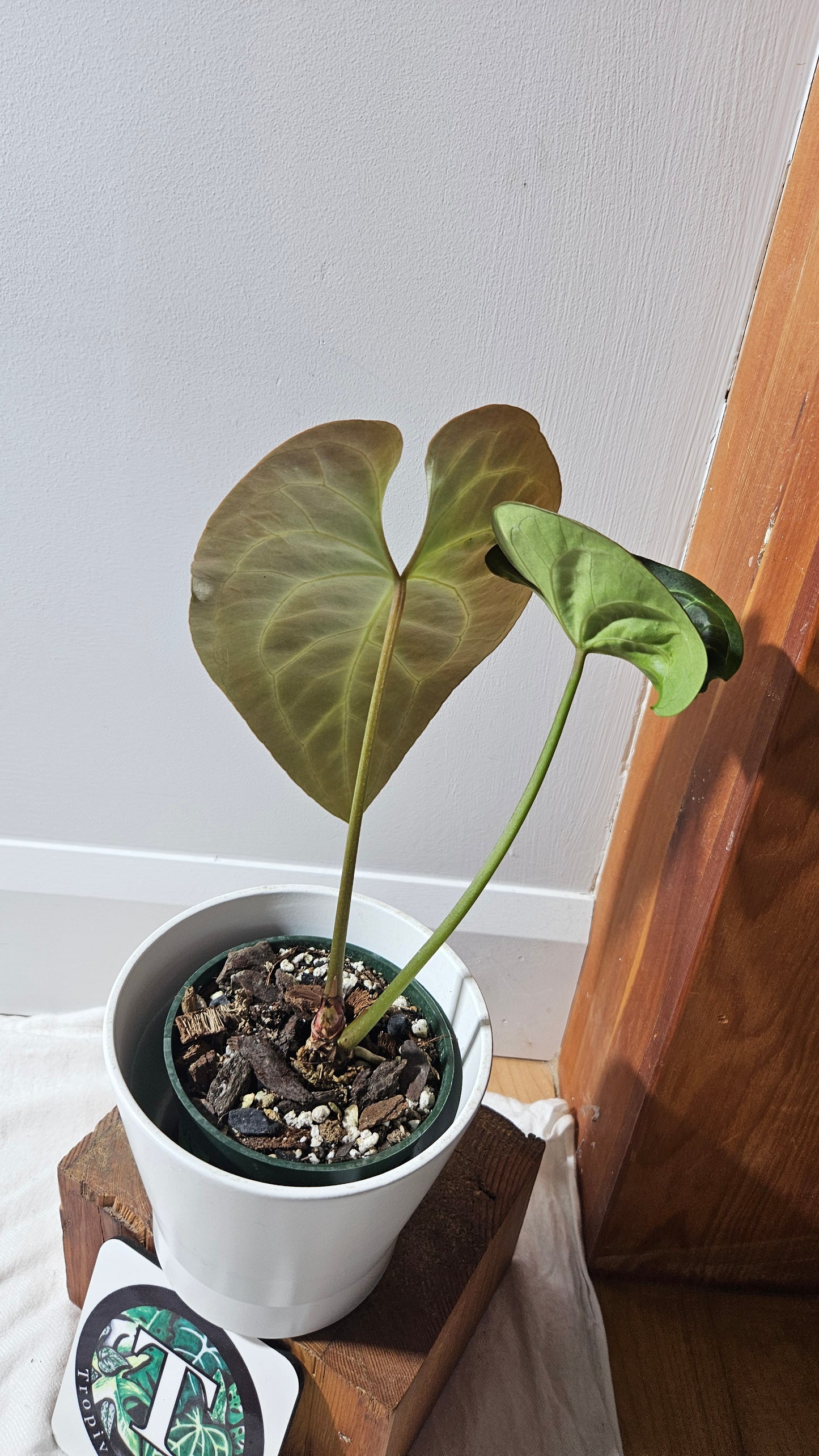 Anthurium Besseae Aff Velvet "Format MOYEN/LARGE" (ANT-295)