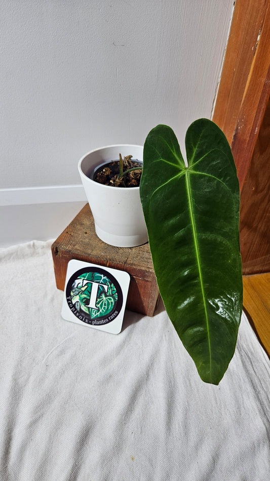 Anthurium Metallicum Narrow "Format MOYEN/LARGE" (ANT-476)