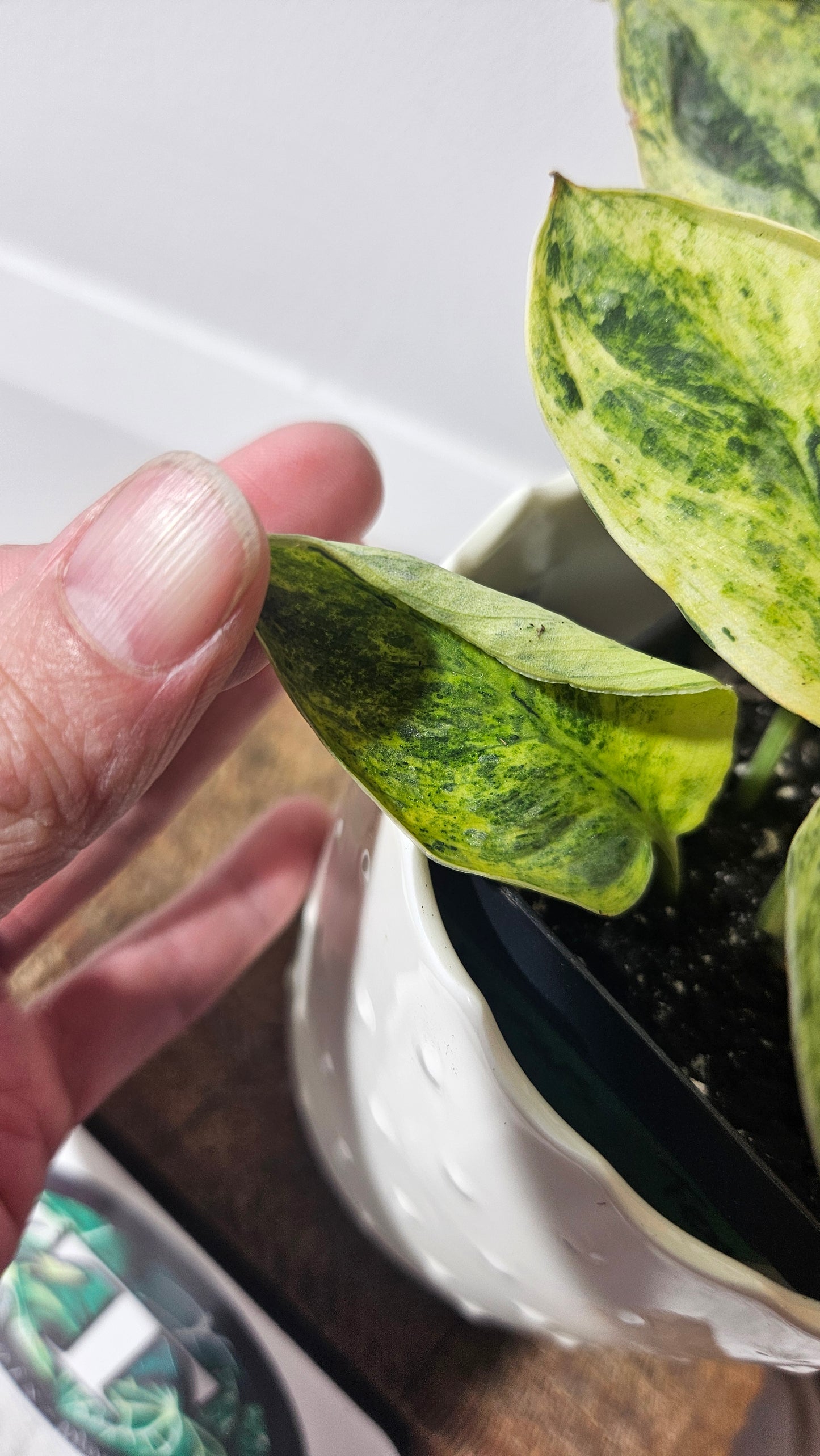 Scindapsus Tembaga (SCI-954)