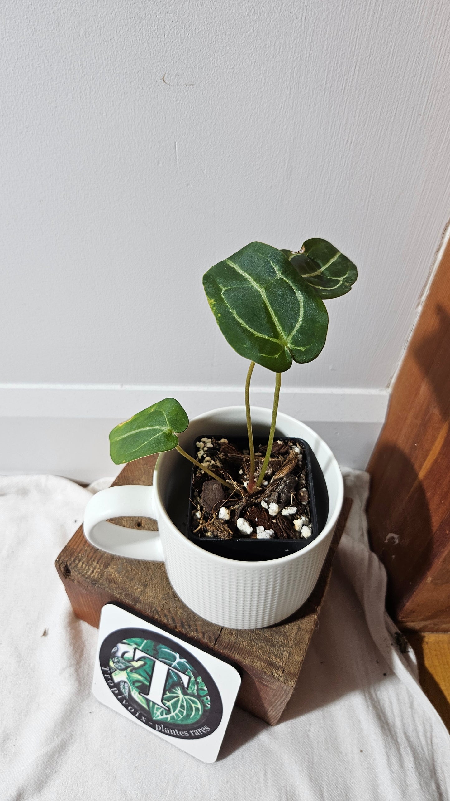 Anthurium Forgetii X Carlablackiae "format PETIT" (ANT-633)