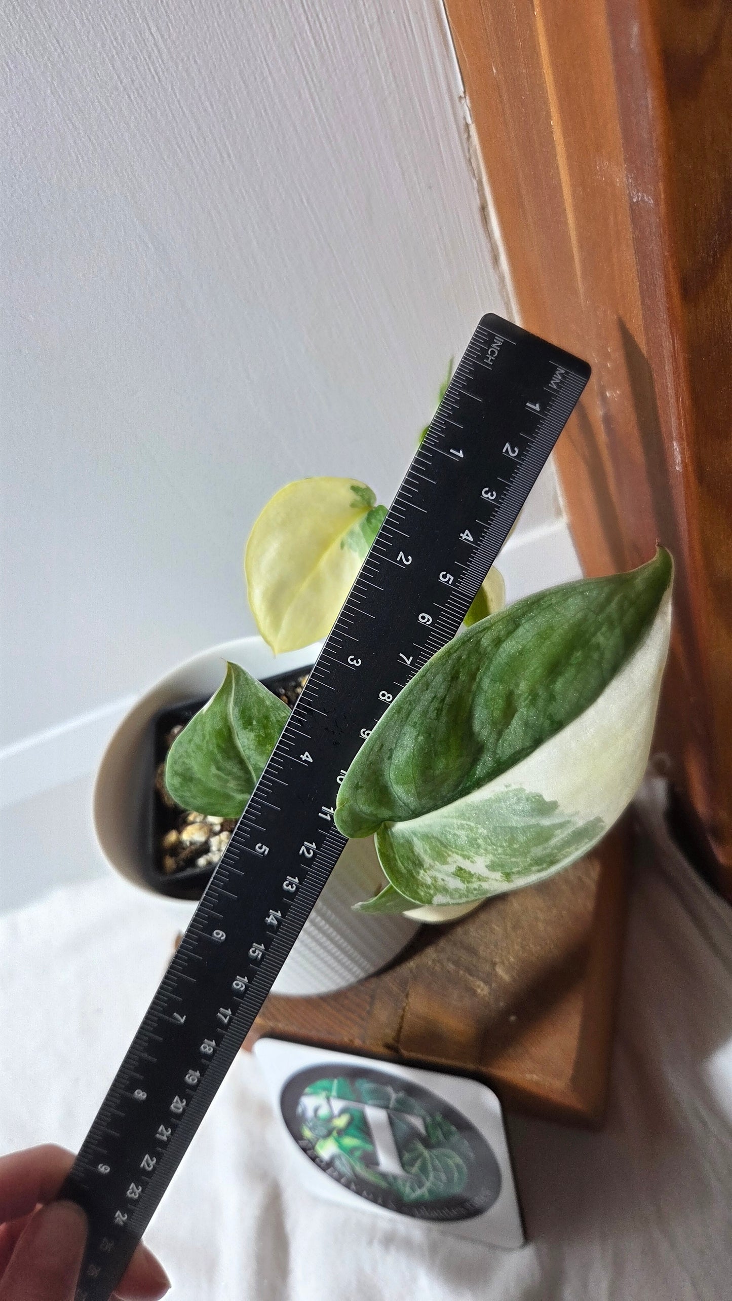 Scindapsus Silver Tattoo Variegata (SCI-698)