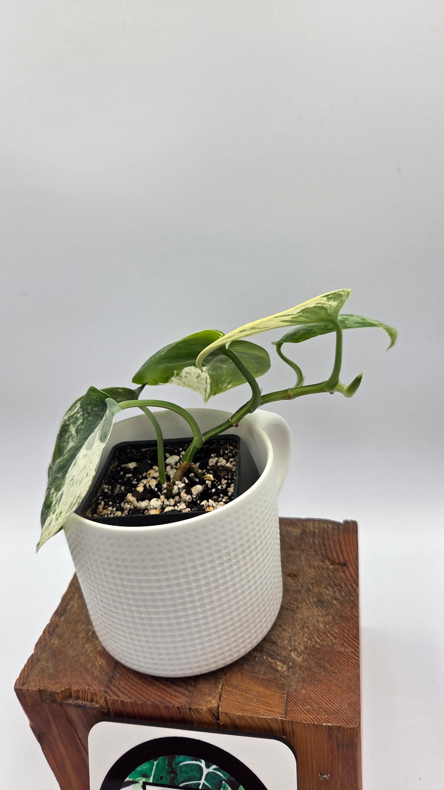 Scindapsus Exotica Salaka Variegata (SCI-702)