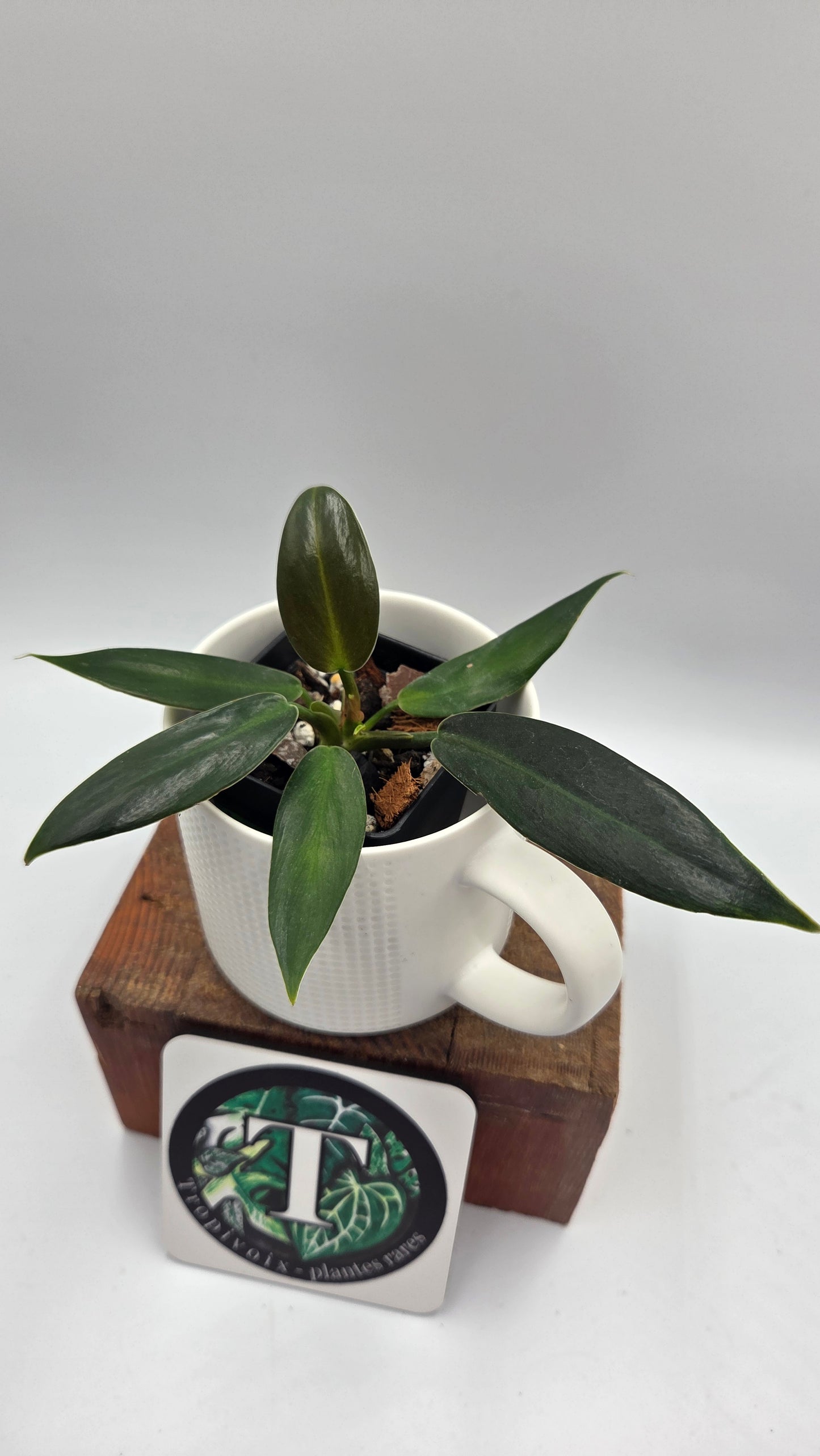 Philodendron Ruizii (PHI-1074)