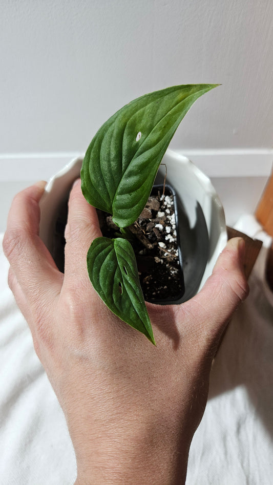 Monstera Obliqua Aff Tamarindo (MON-245)