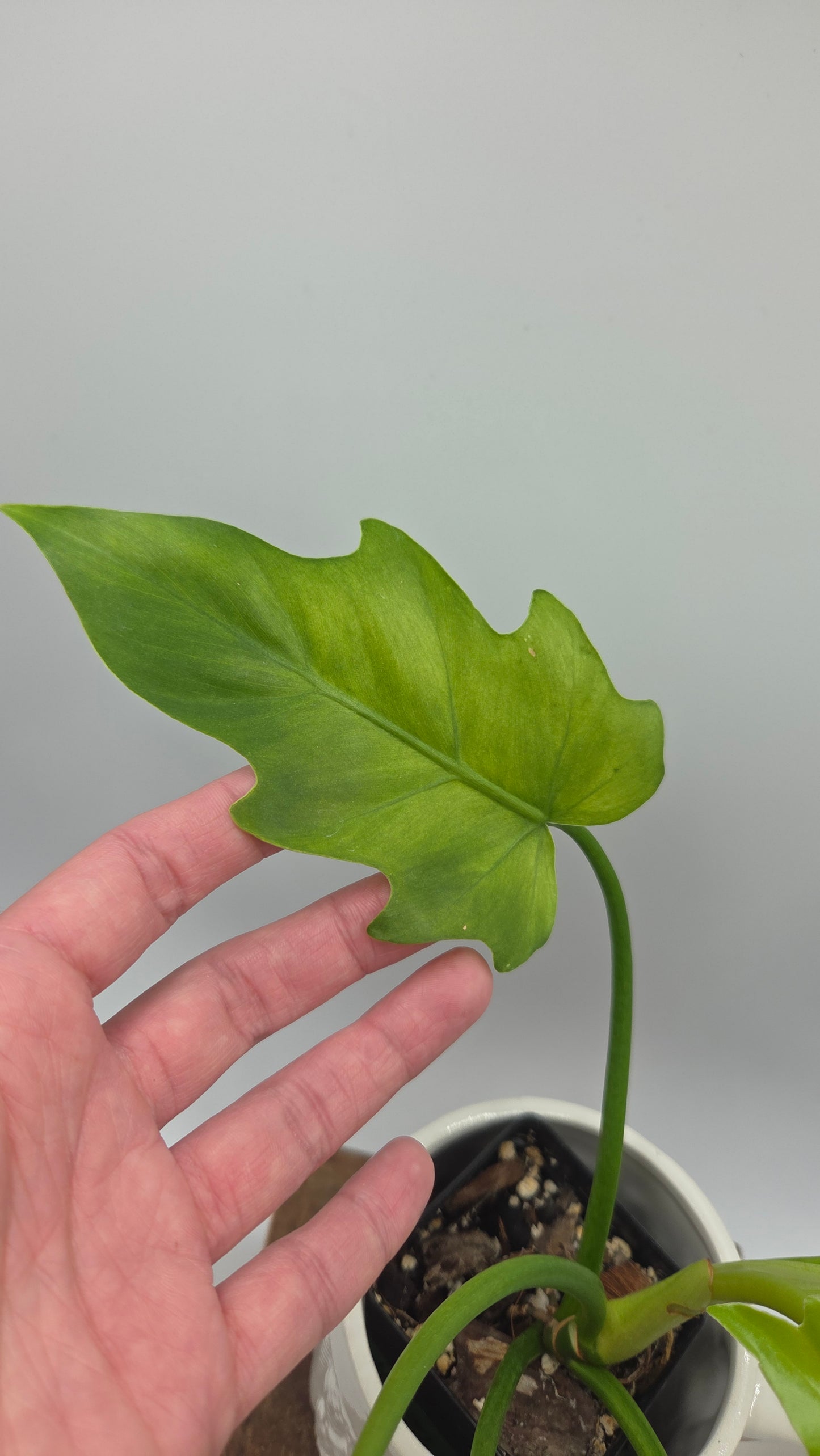Philodendron Radiatum Variegata (PHI-1020)