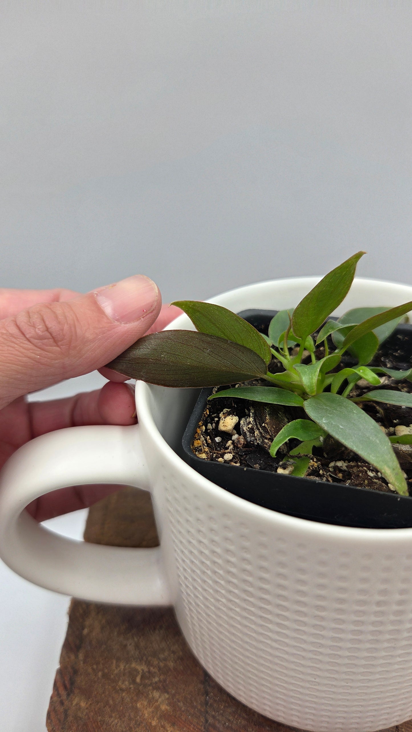 Philodendron Atabenpoense (PHI-050)