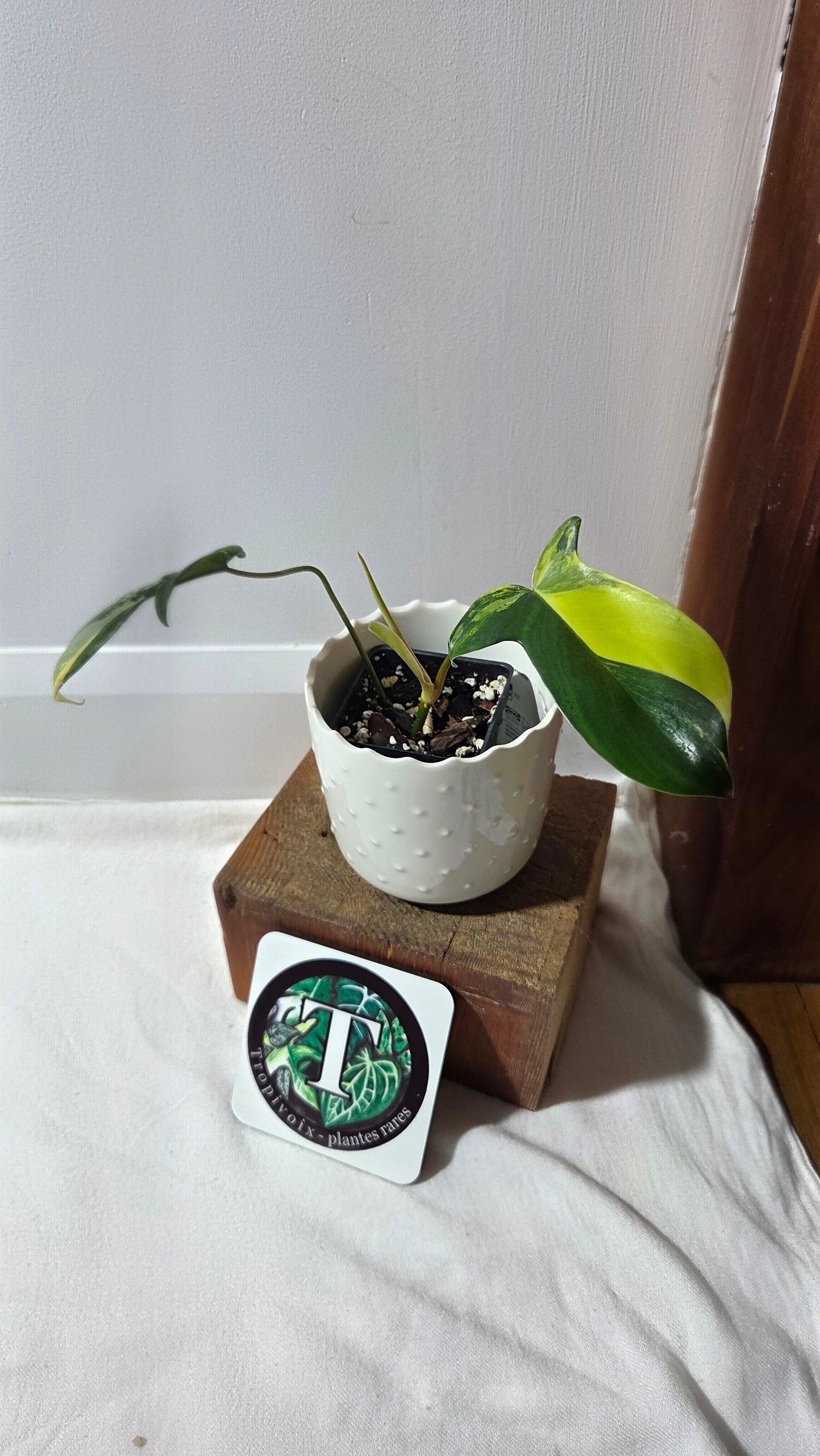 Philodendron Florida Beauty (PHI-965)