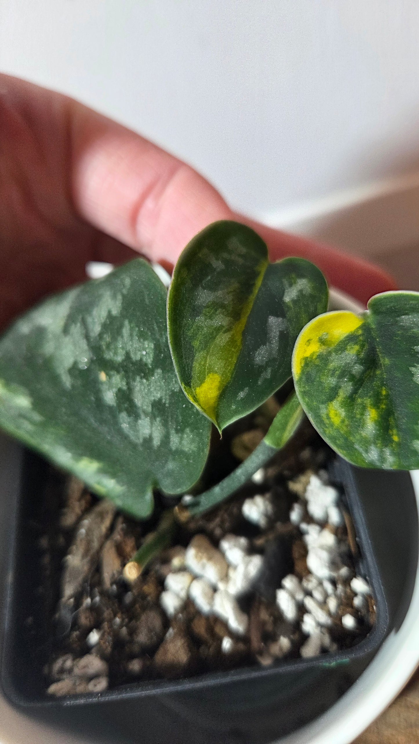 Scindapsus Green Diamond (SCI-1263)