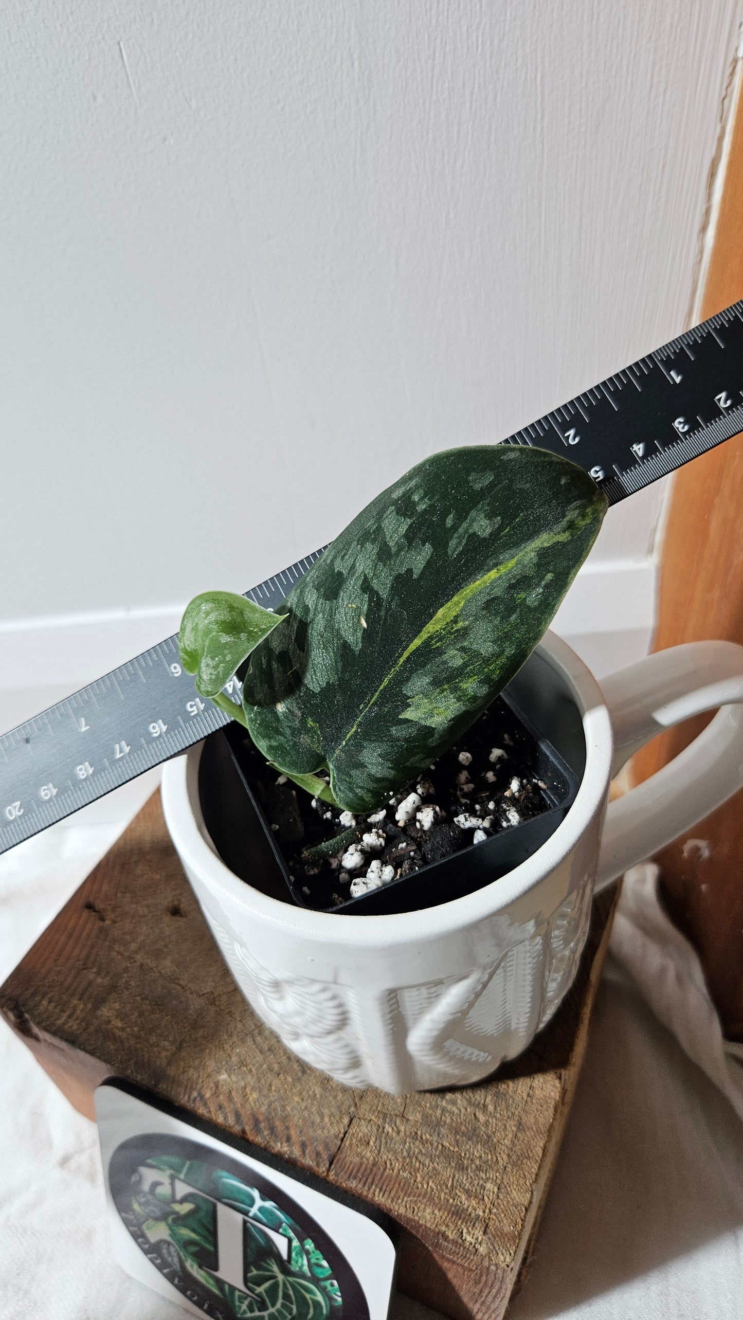 Scindapsus Green Diamond (SCI-1305)