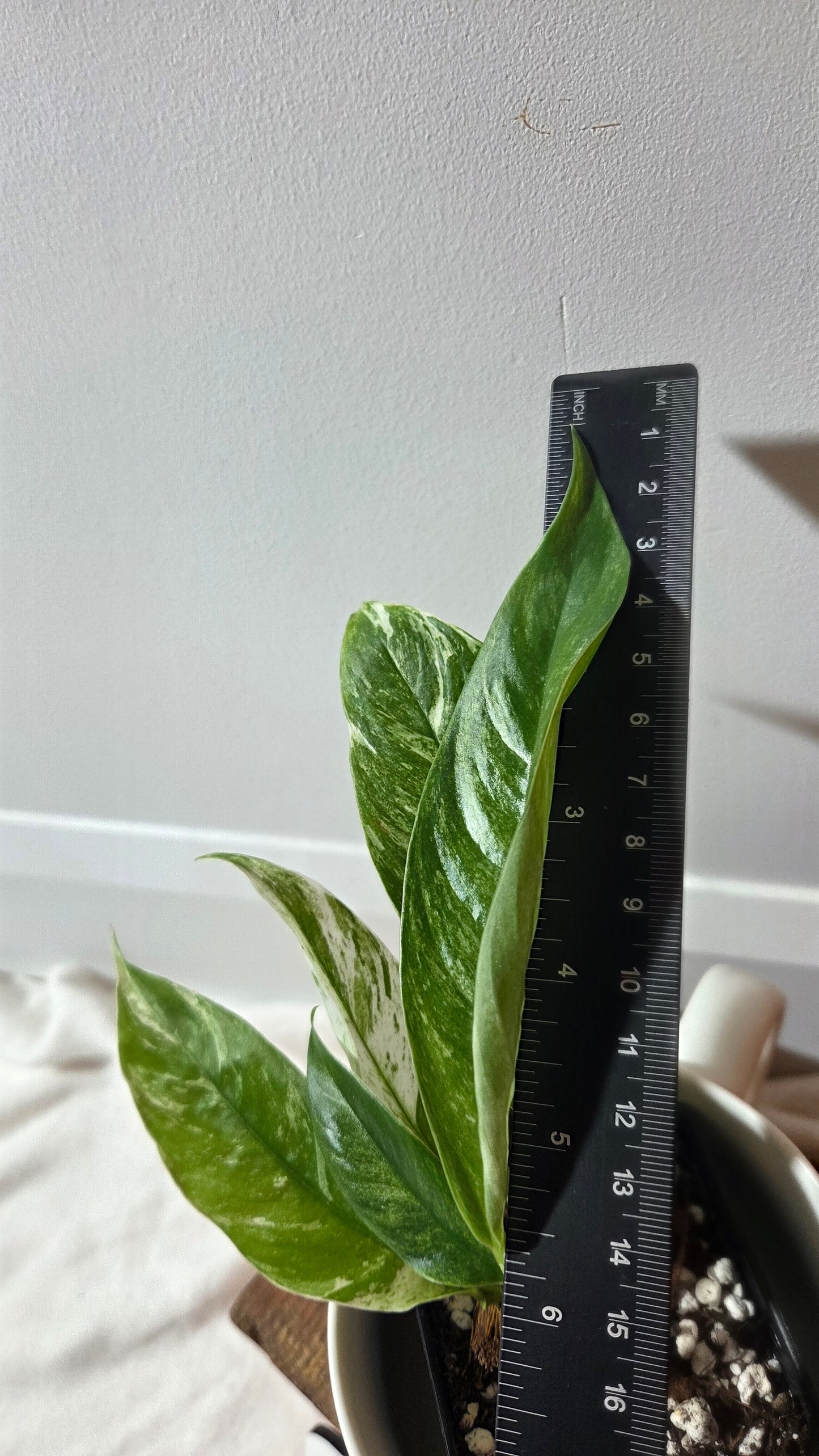 Rhaphidophora Megasperma Variegata (AUT-088)