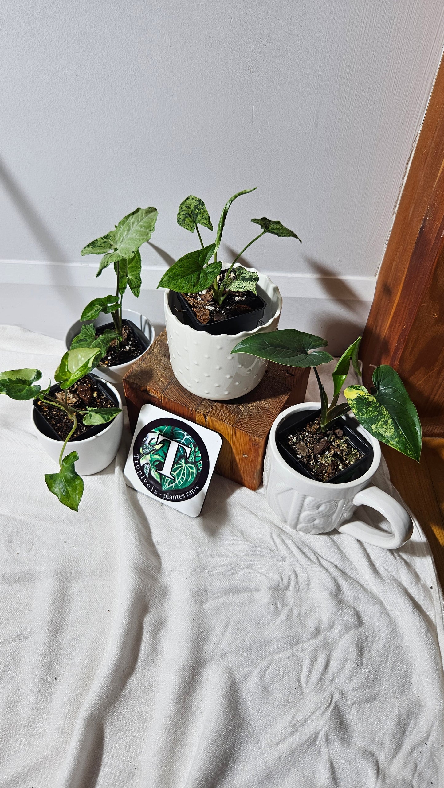 LOT de Syngoniums (LOT-006) Syngonium Mojito (SYN-258)/ Syngonium three Kings (SYN-282)/ Syngonium Aurea(SYN-280)/Syngonium Green Flecked (SYN-262)