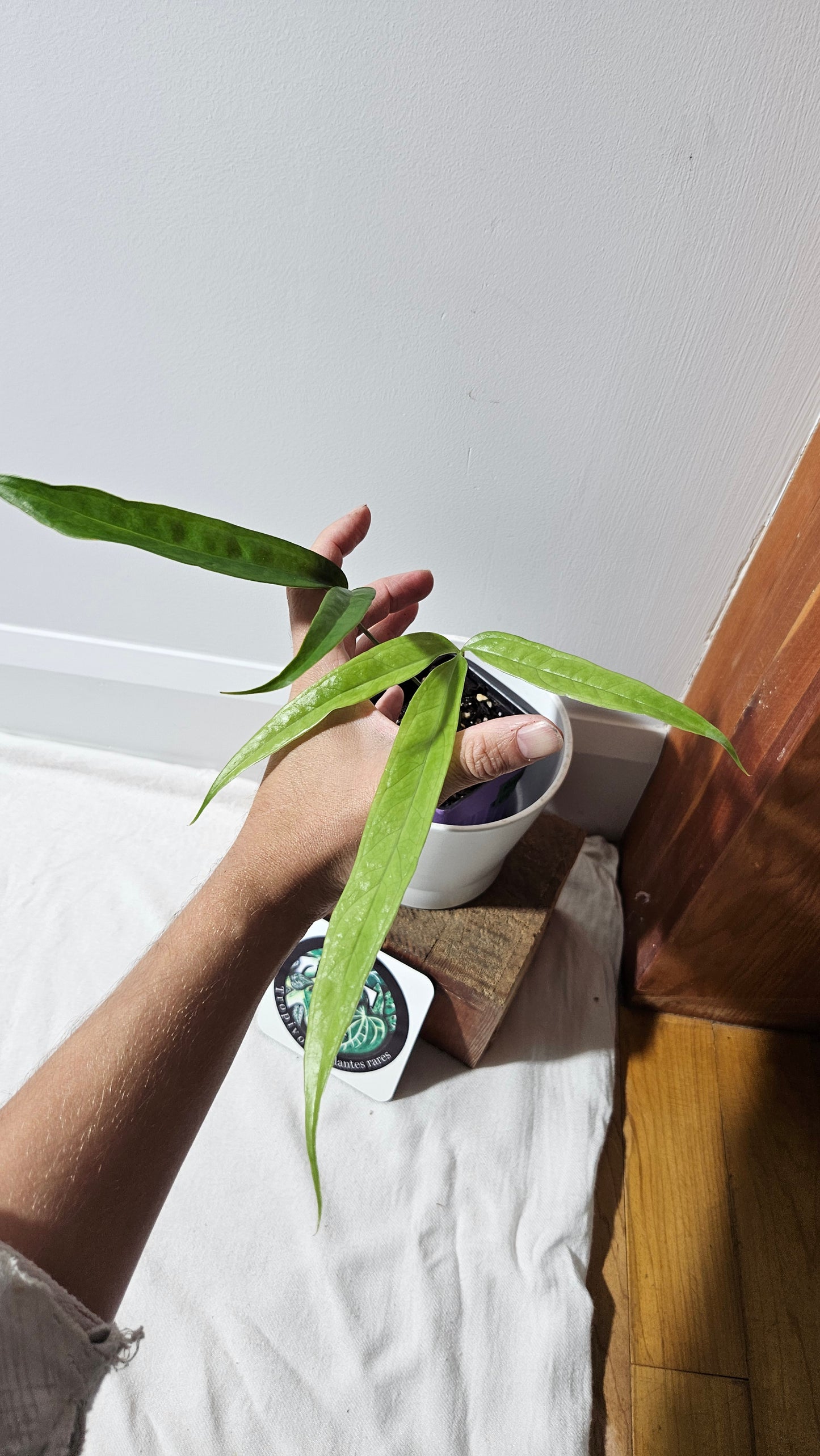 Anthurium Polydactylum "format MOYEN" (ANT-148)