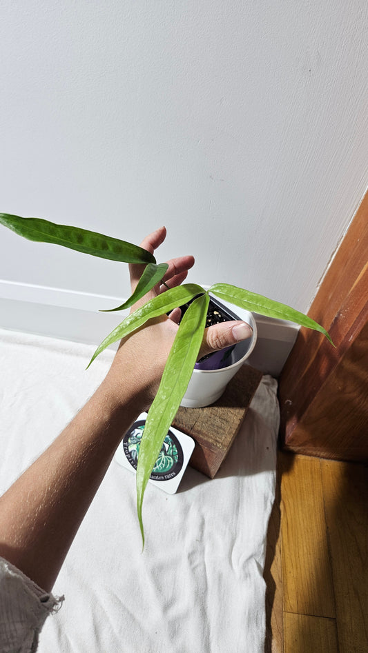 Anthurium Polydactylum "format MOYEN" (ANT-148)