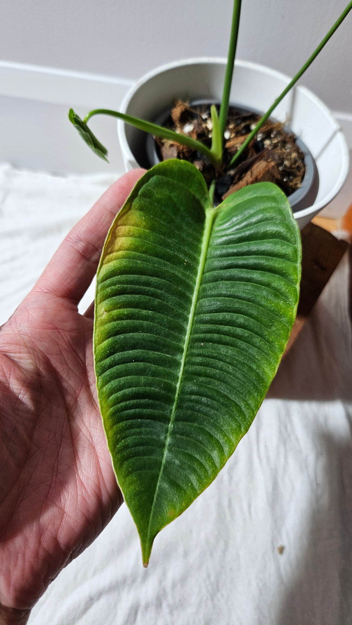 Anthurium Veitchii Super Narrow "format MOYEN" (ANT-608)