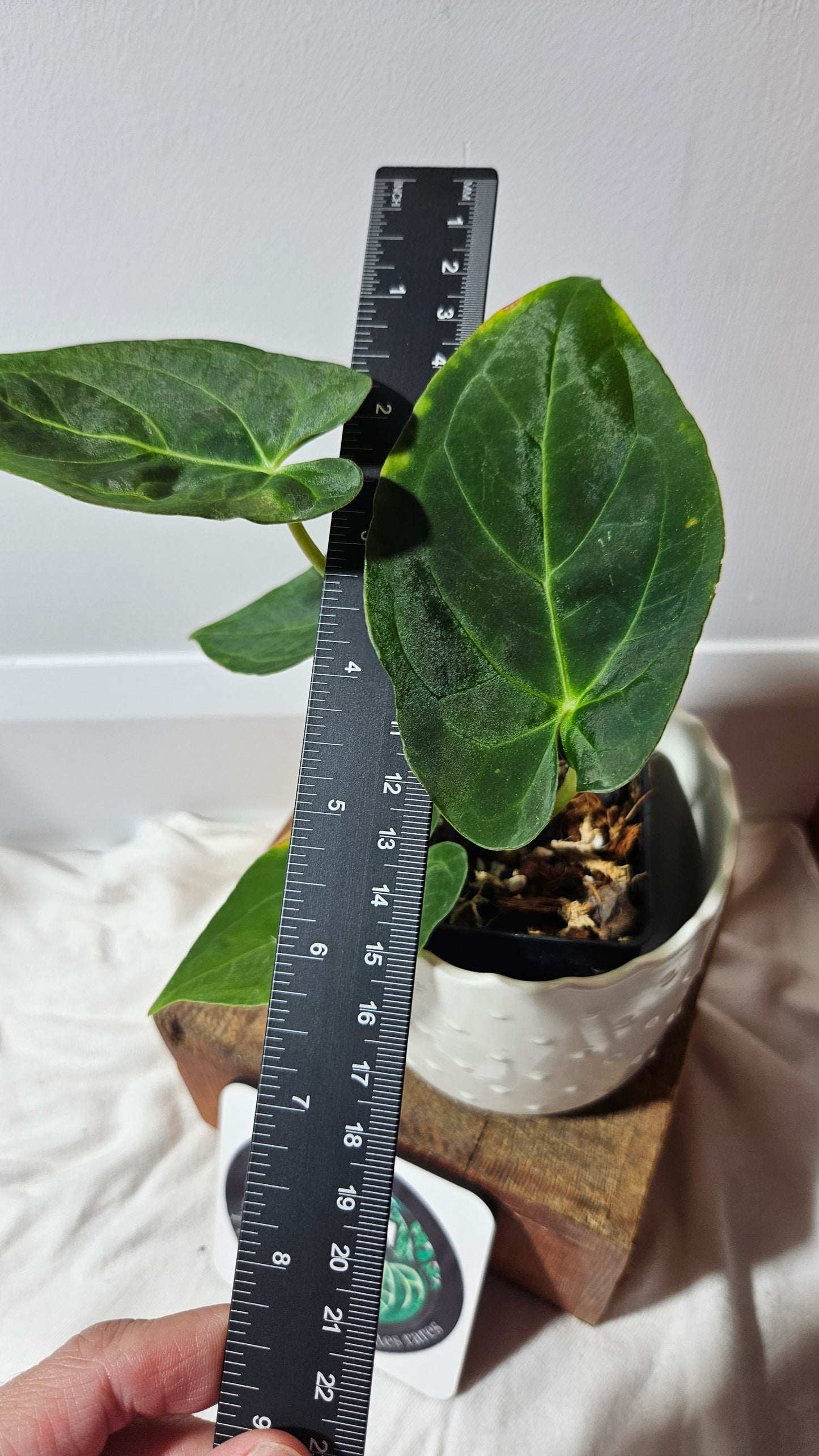 Anthurium BVIT "format MOYEN" (ANT-120)