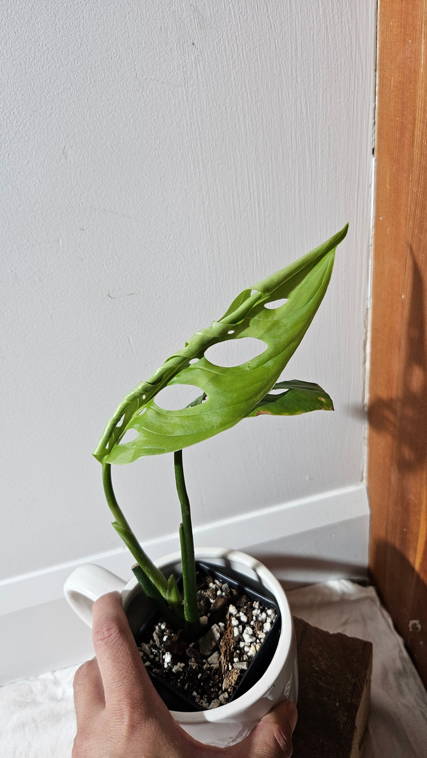 Monstera Esqueletto (MON-479)