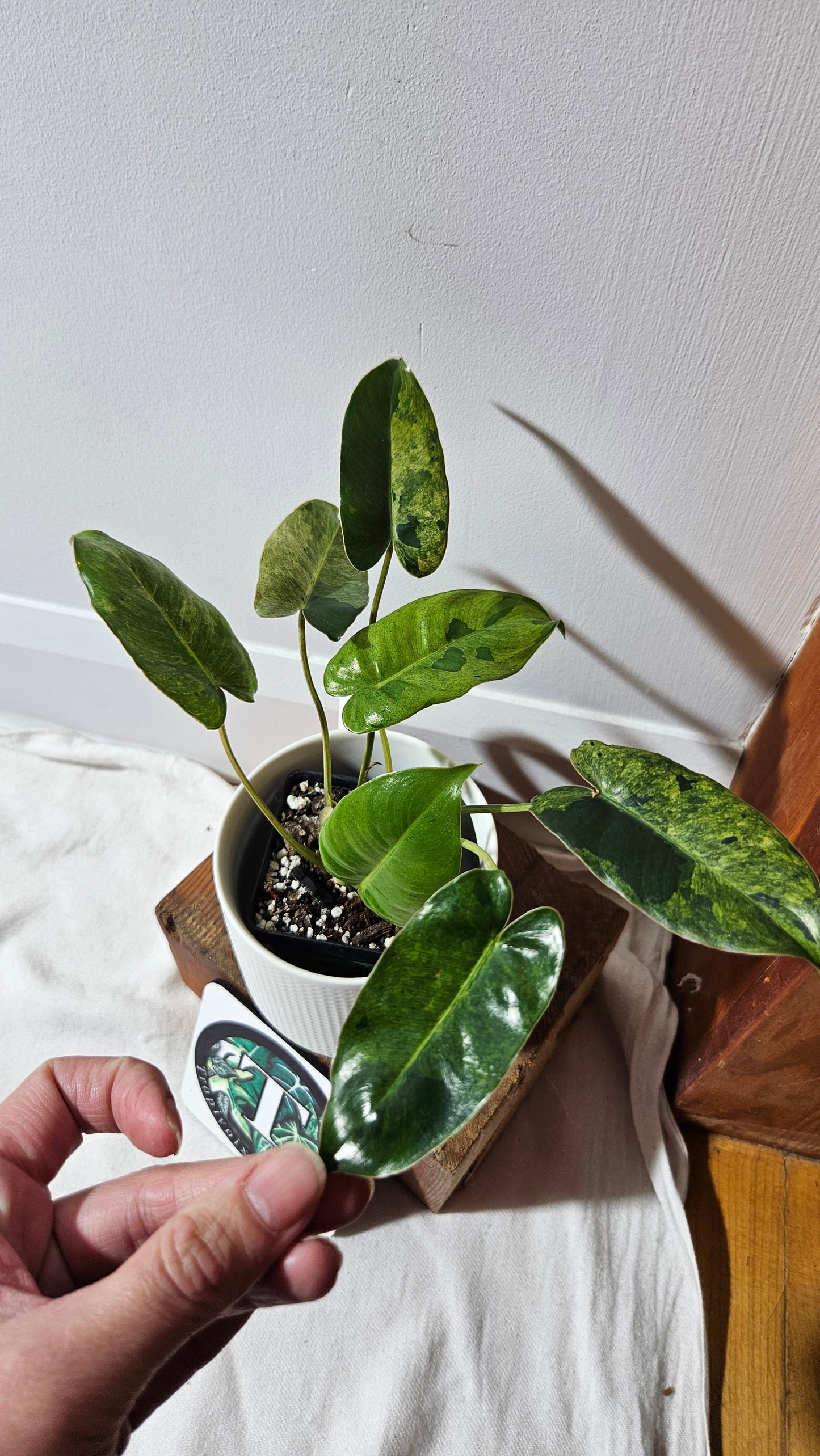 Philodendron BurleMarx Variegata  X Paraiso Verde (PHI-946)