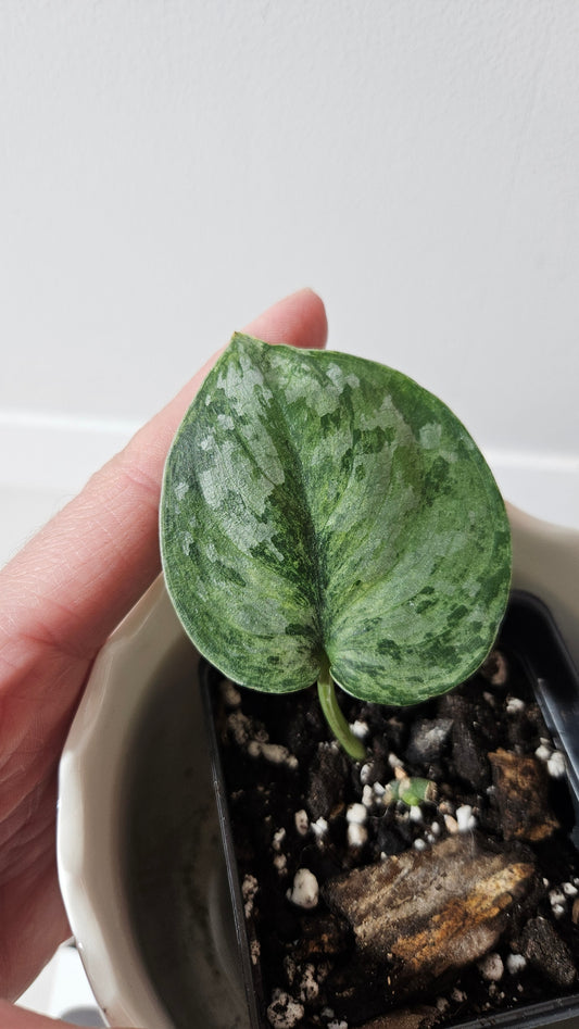 Scindapsus Exotica Pictus mint (SCI-972)