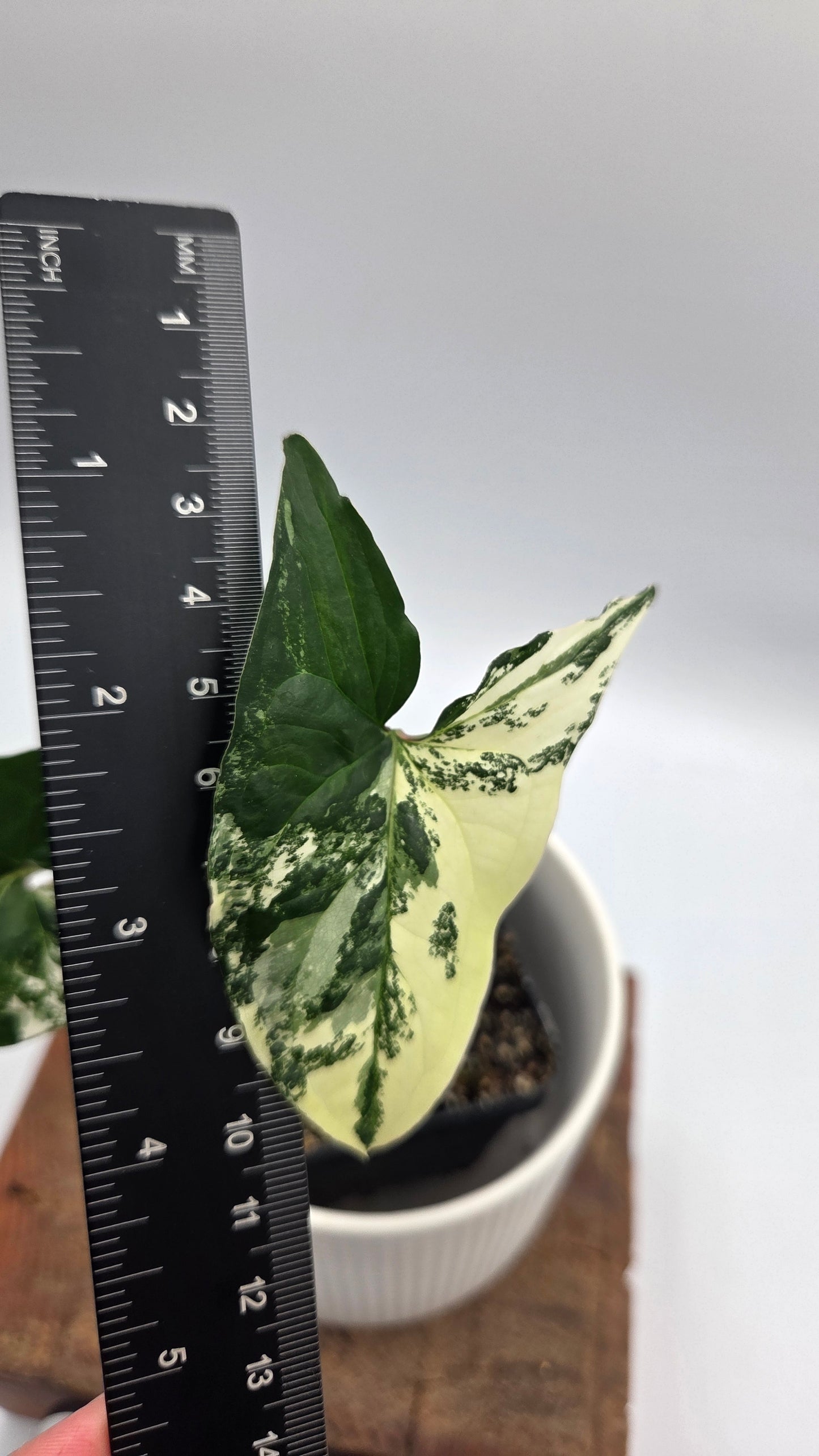 Syngonium Albo (SYN-512)