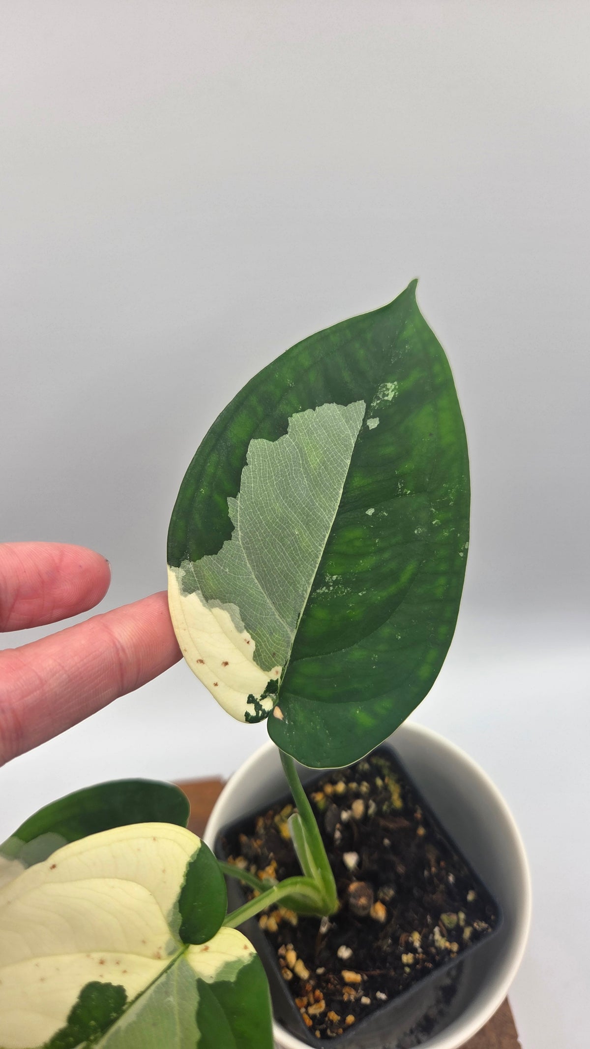 Syngonium Chiapense Albo (SYN-527)