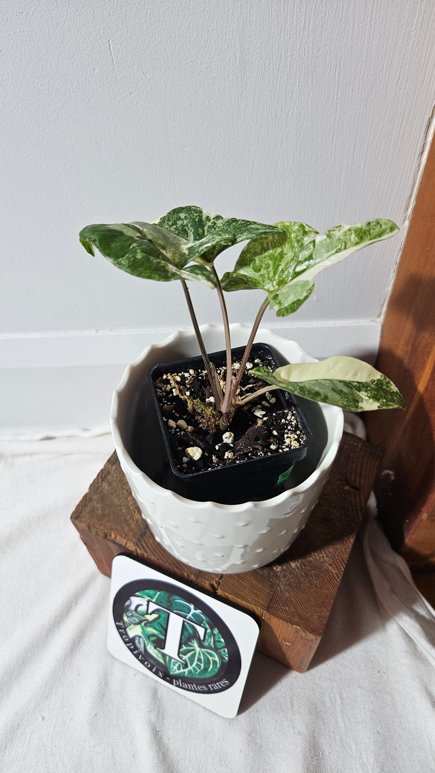 Syngonium Faustina Albo (SYN-329)