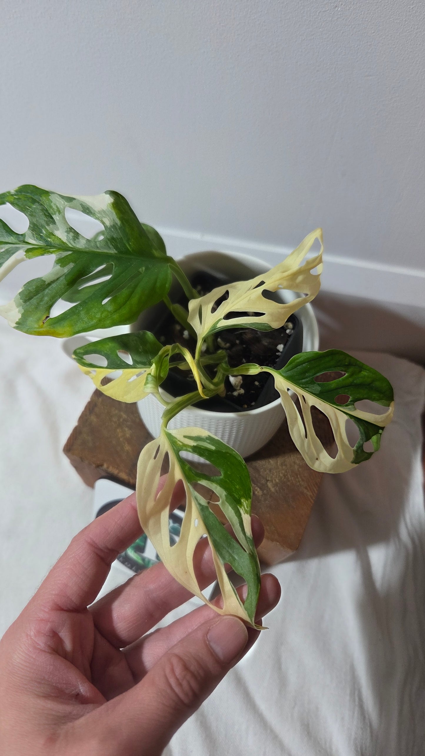 Monstera Andasonii Tricolore (MON-511)