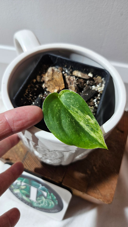 Scindapsus Dark Splash Variegata (SCI-641)