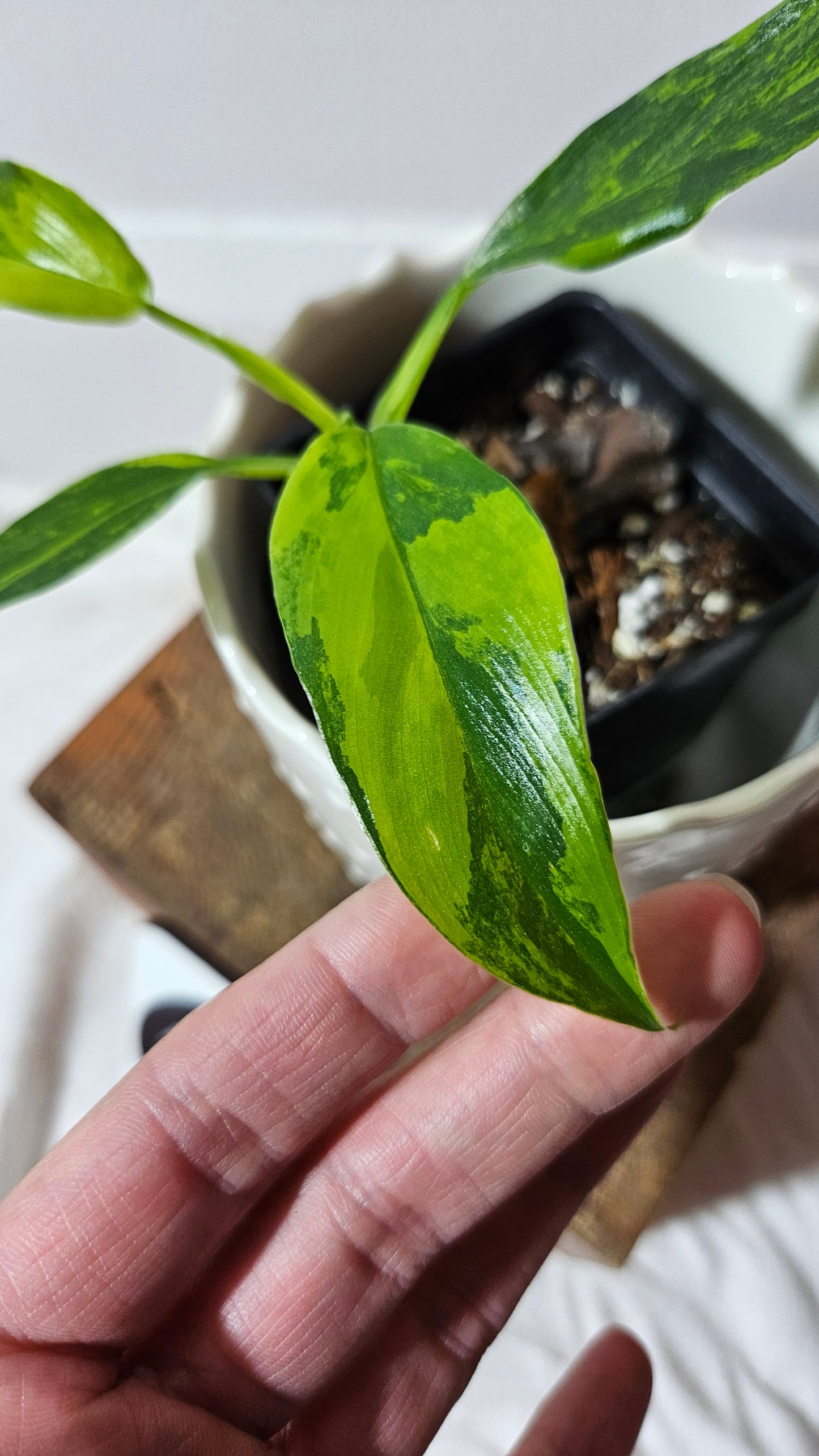 Philodendron Domesticum Variegata (PHI-565)