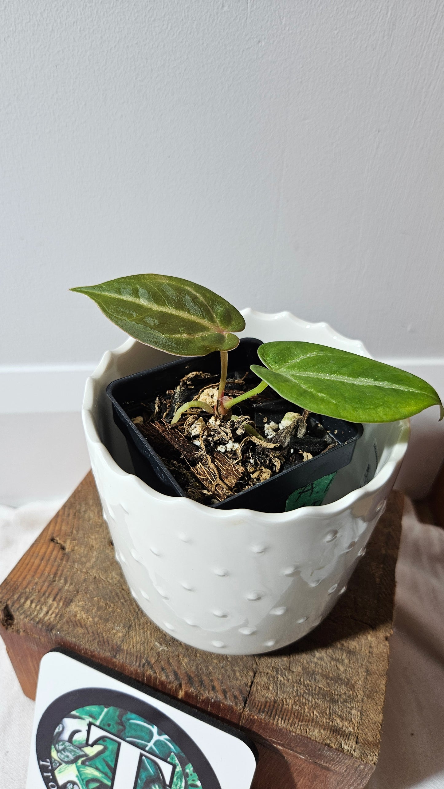 Anthurium Dressleri Hybrid "format PETIT" (ANT-463)