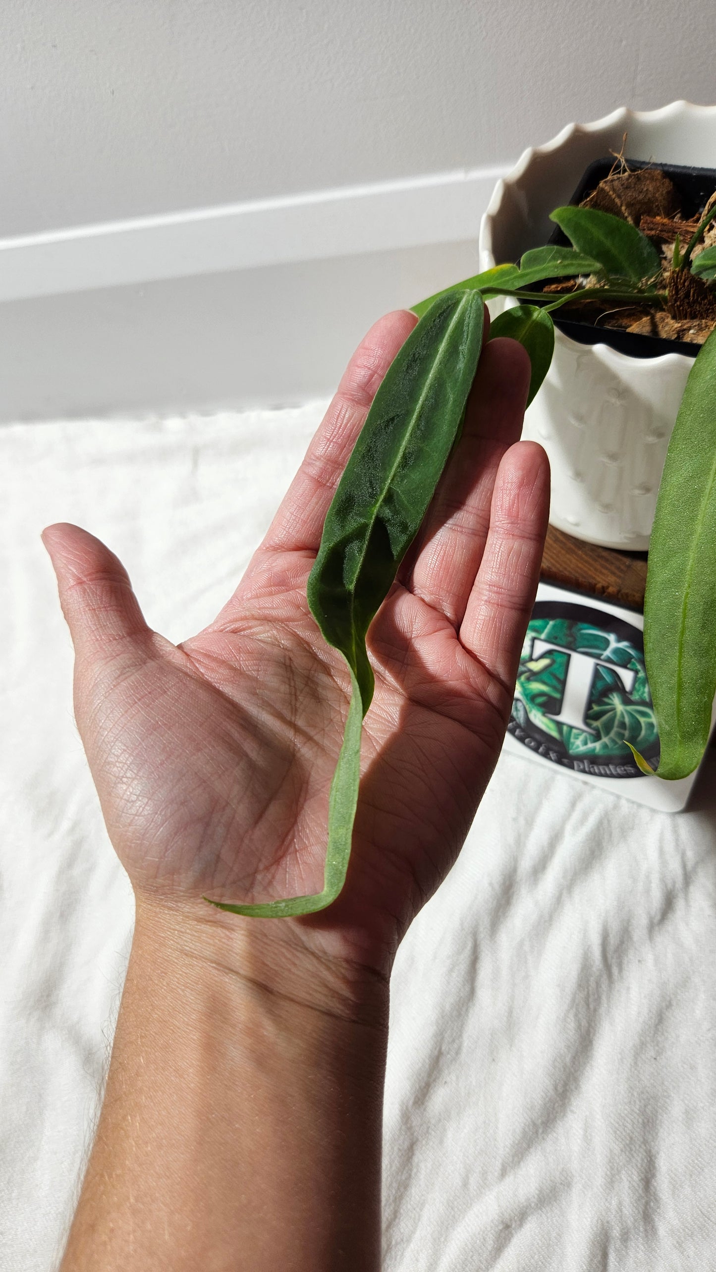 Anthurium Pallidiflorum Narrow "format PETIT"(ANT-597)