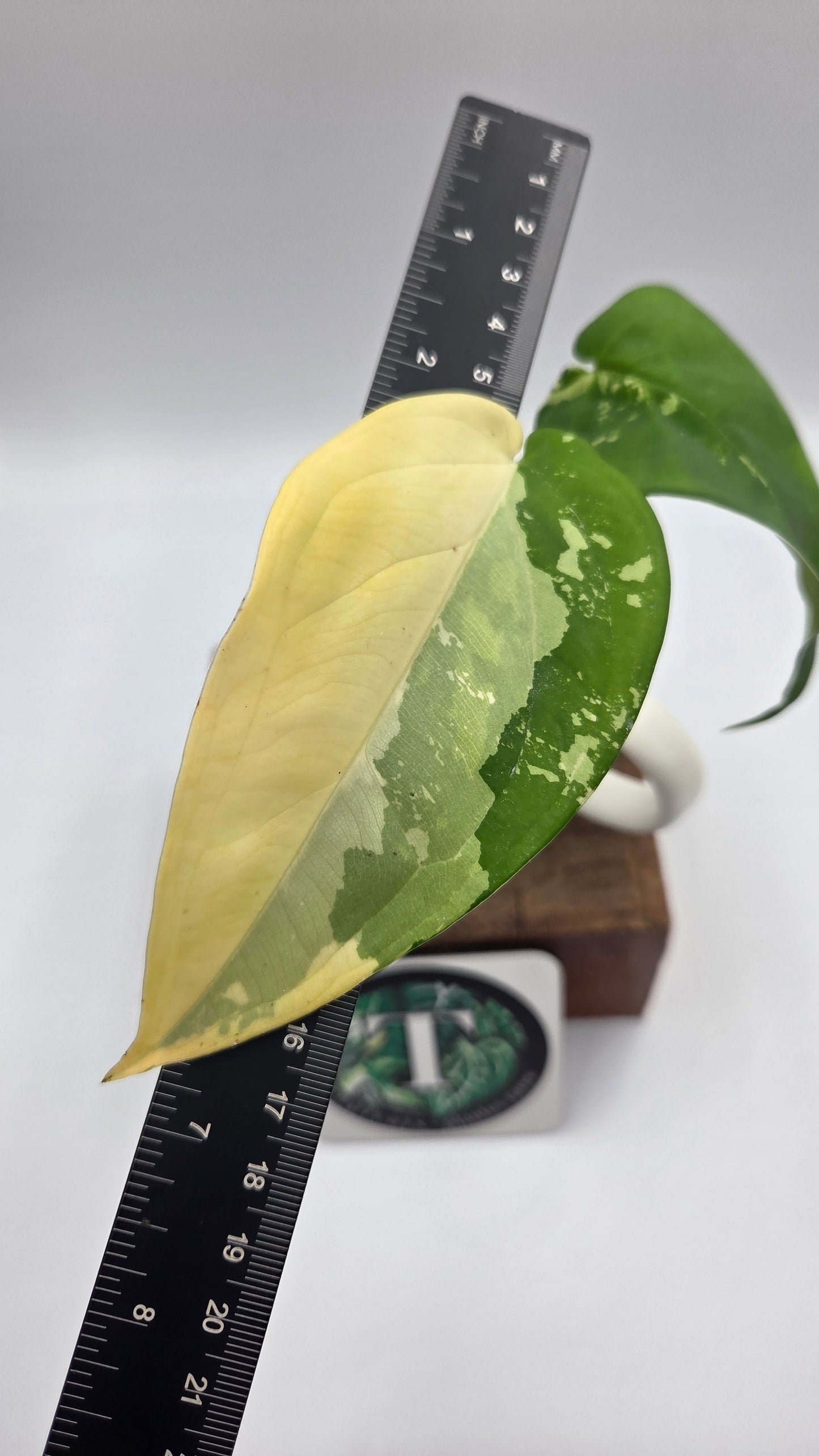 Syngonium Chiapense Albo (SYN-452)