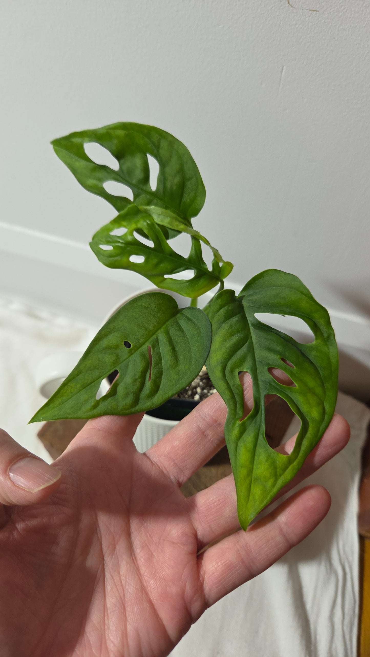 Monstera Obliqua Aff Canelos (MON-505)