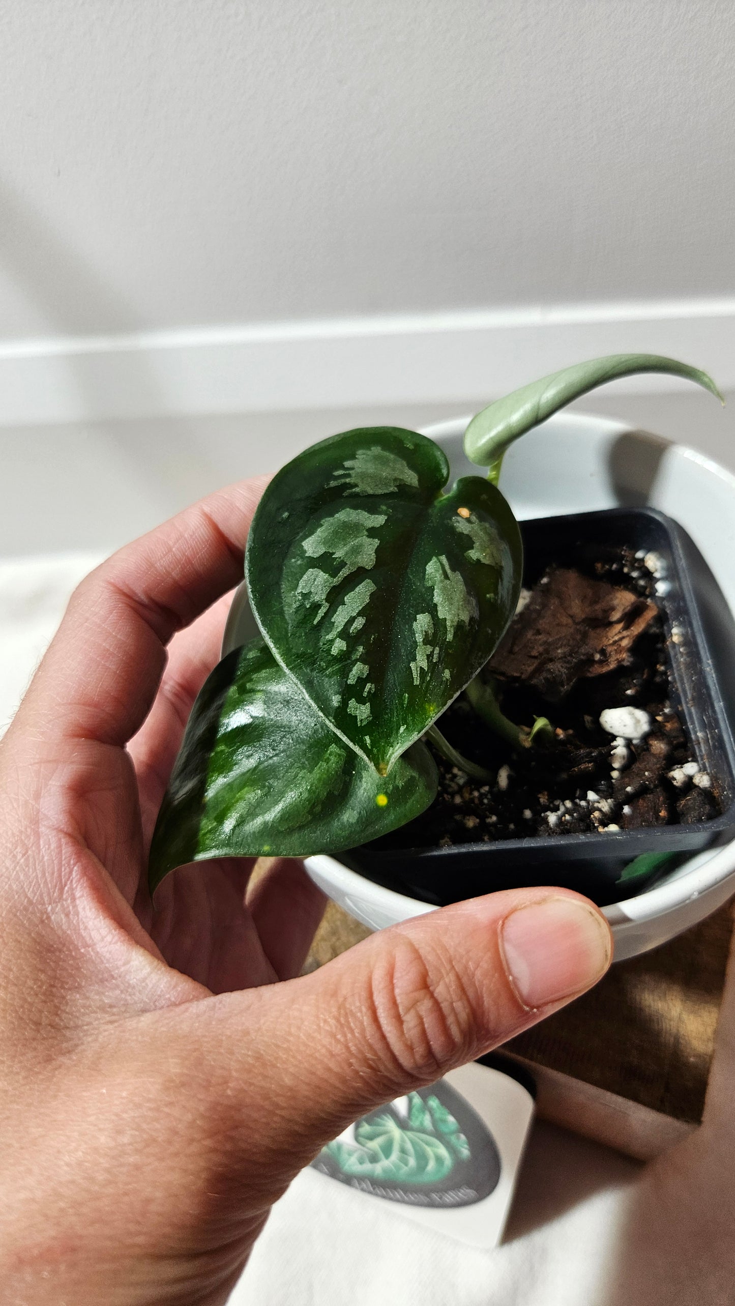 Scindapsus Black Mamba Mutation (SCI-505)