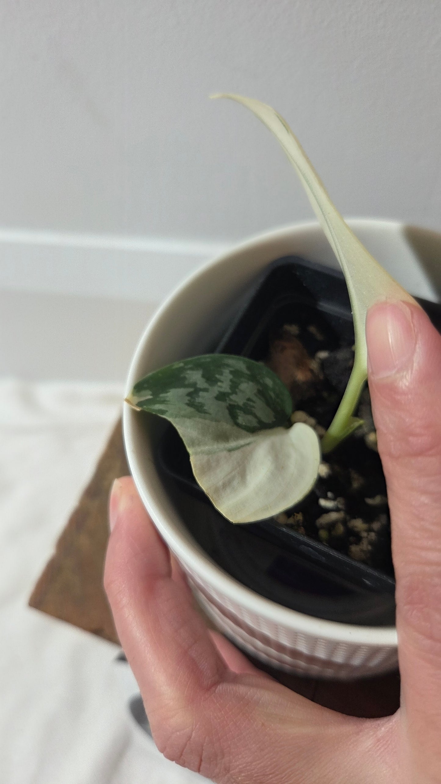 Scindapsus Simbara Mutation (SCI-1388)