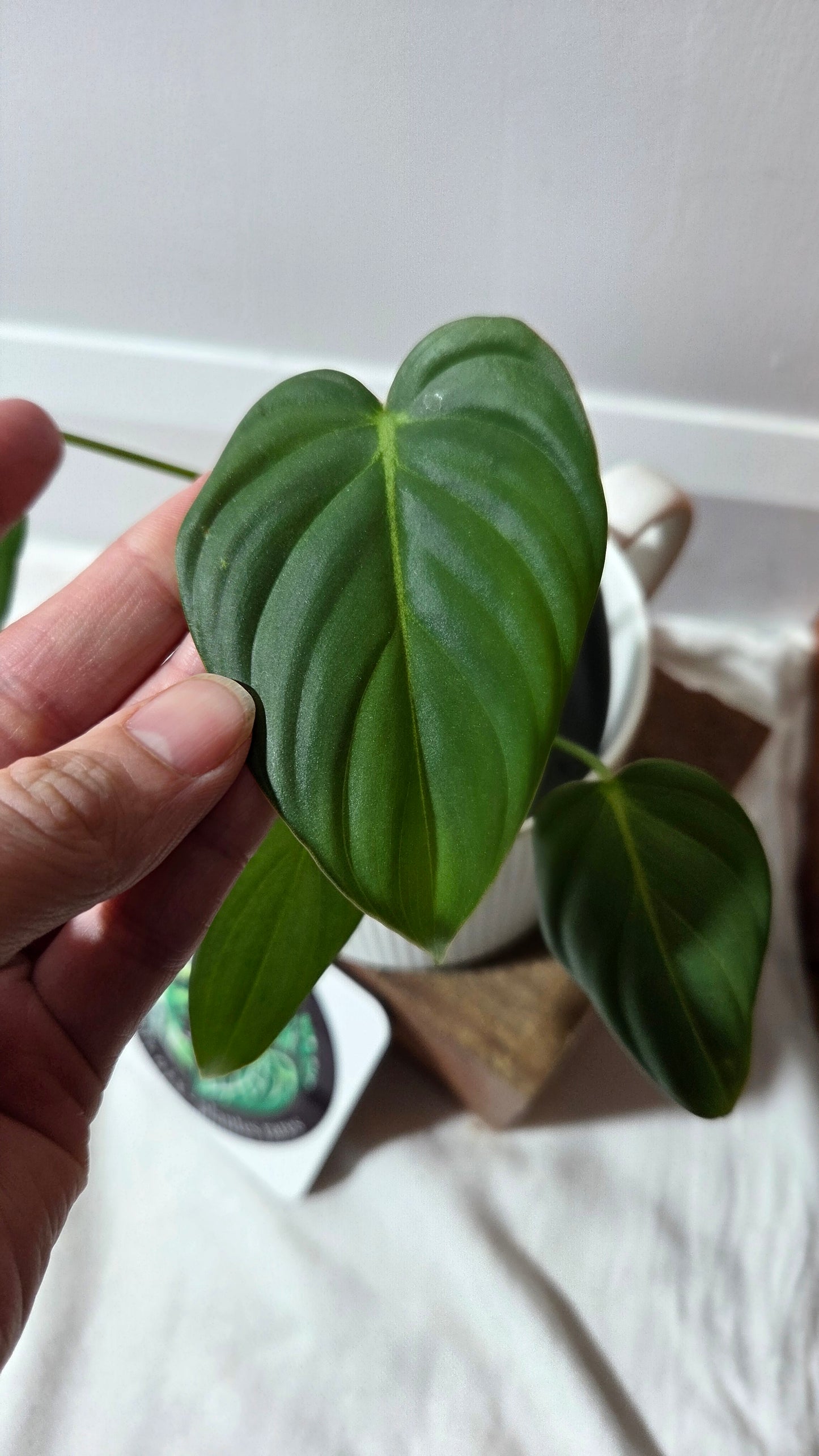 Philodendron Dean McDowell (PHI-1005)