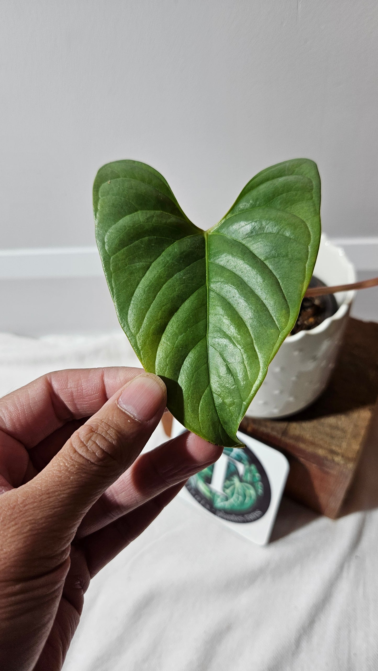 Anthurium Salgarense aff Silver Peru"format MOYEN" (ANT-219)